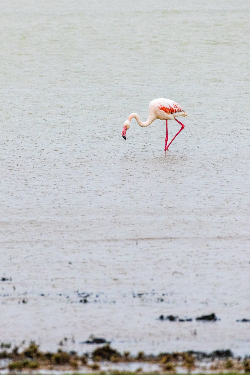 Flamingo-20220316-0001.jpg