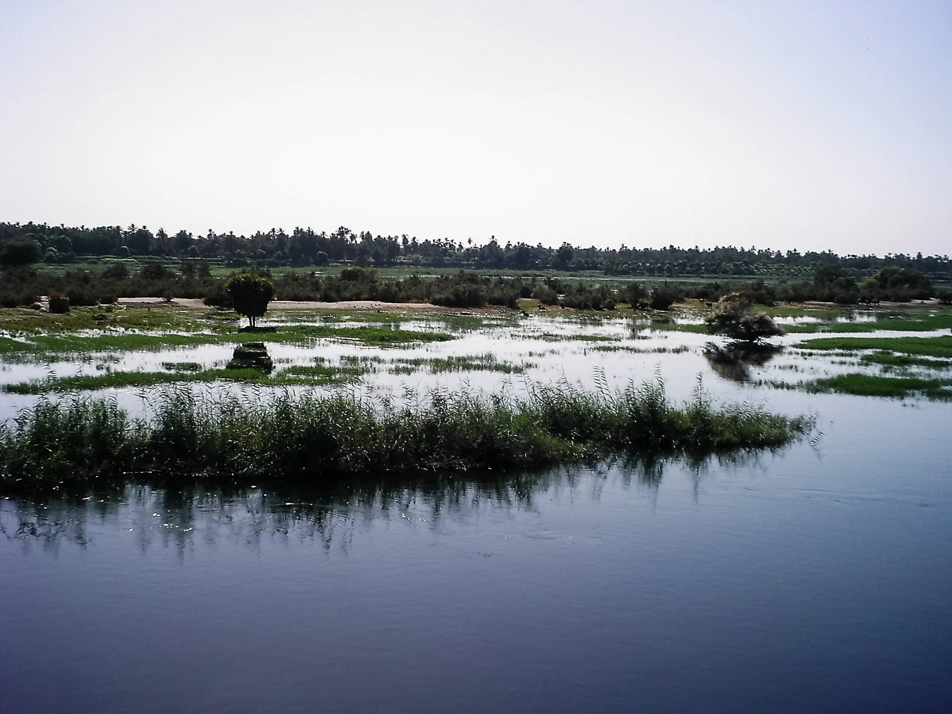 Wetland landscape with calm water and green vegetation, distant trees on the horizon under clear sky.