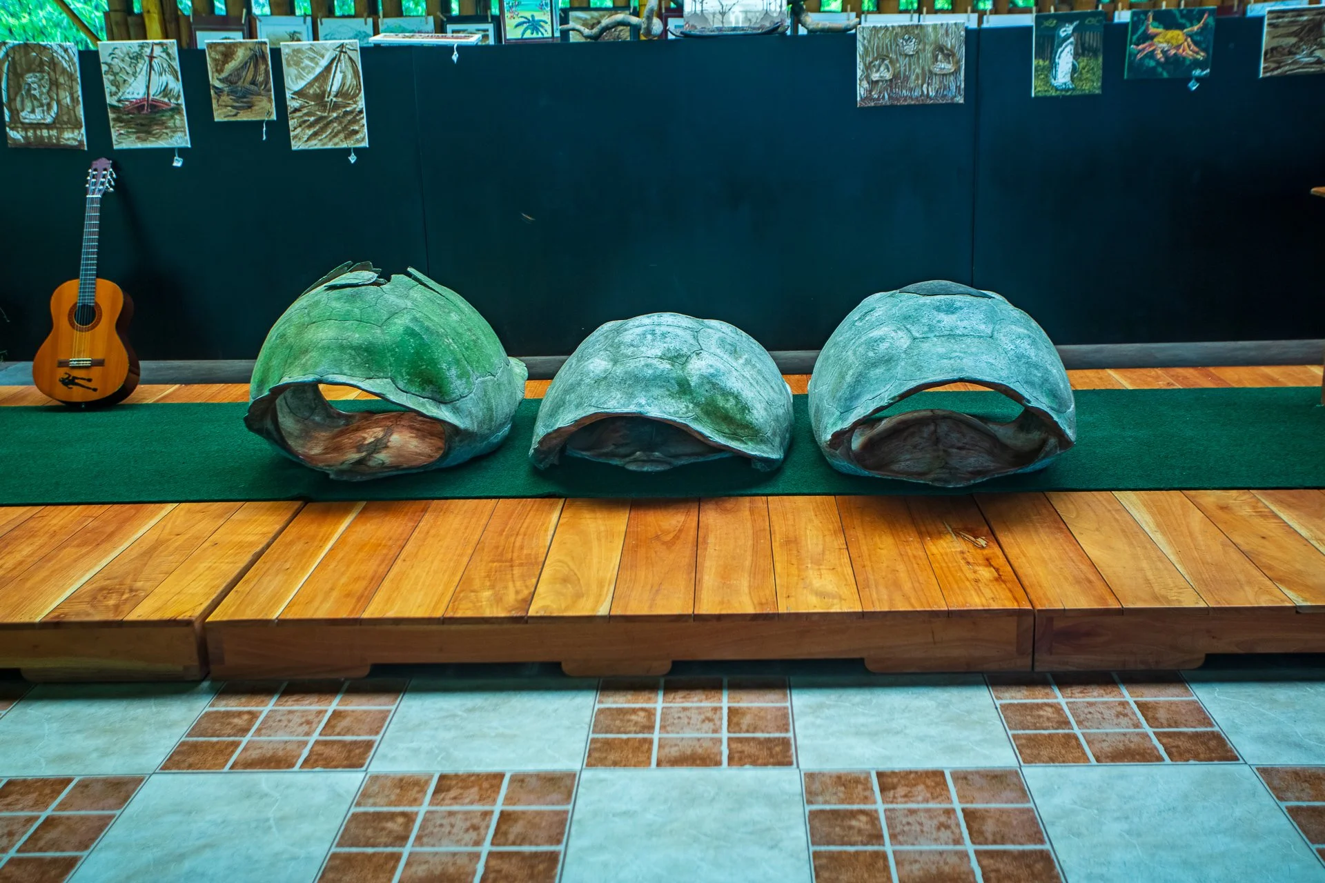 Tortoise shells at Parque Nacional Galápagos
