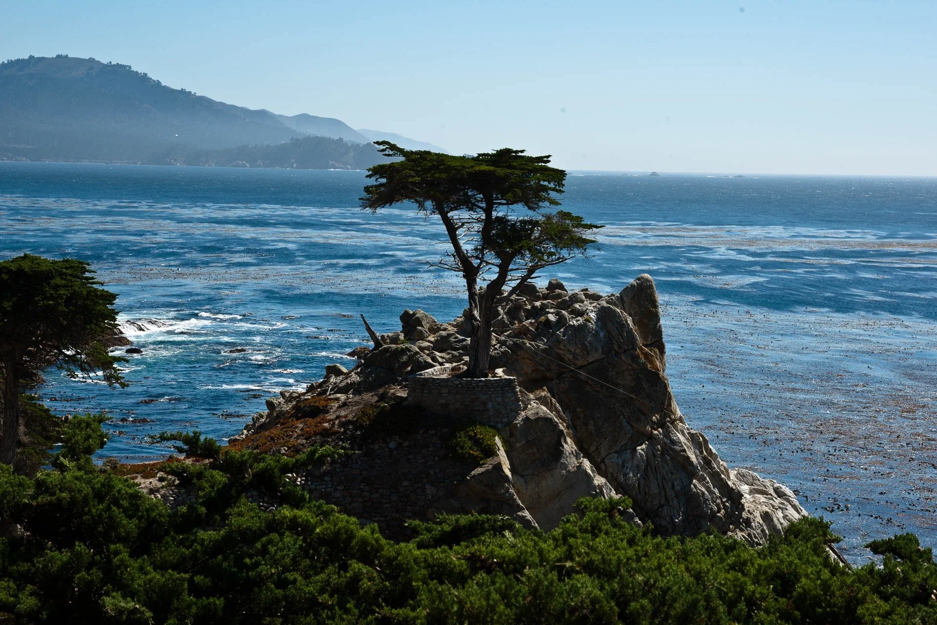 Lone cypress tree on rocky cliff by ocean.