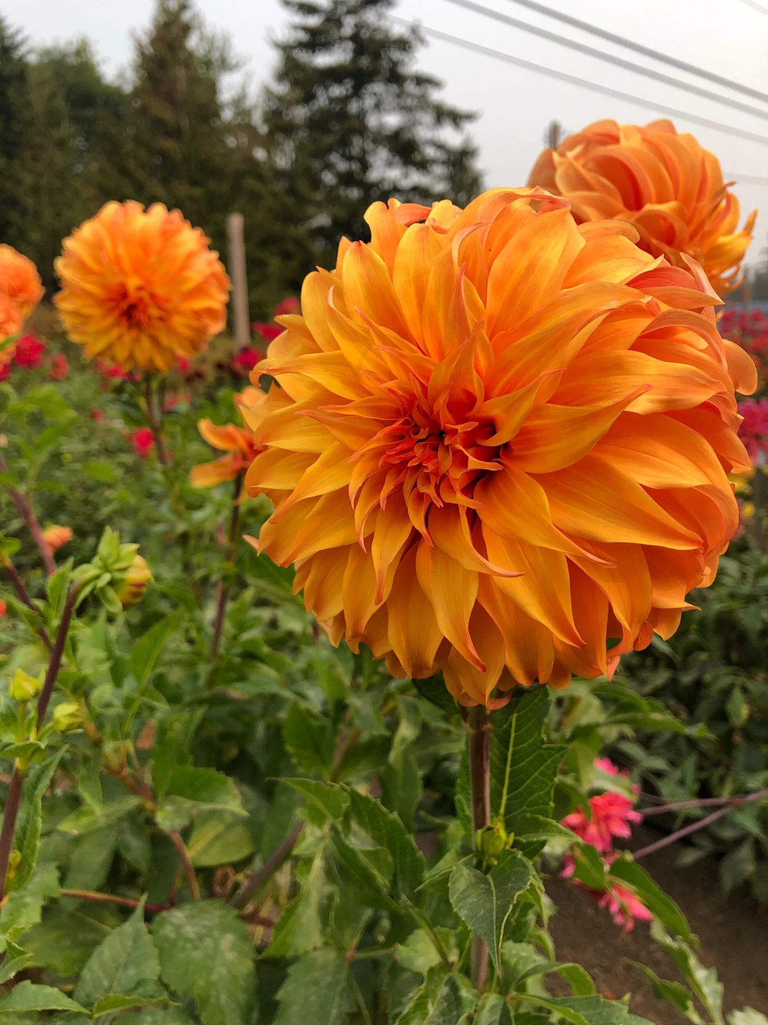 Ｄahlia☆ Bloomquist Jean — Duralia Dahlia Farm