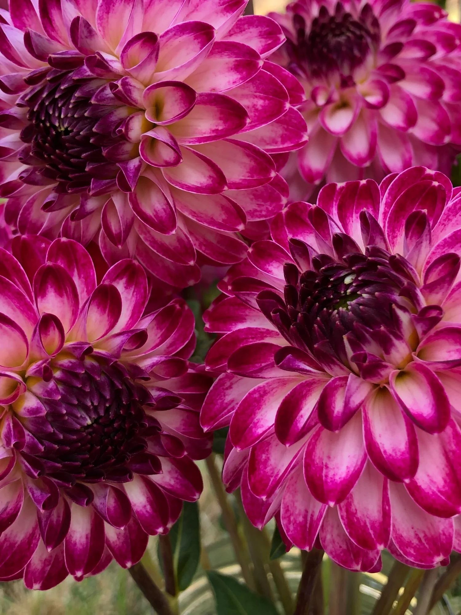 Caproz Pizzazz — Duralia Dahlia Farm