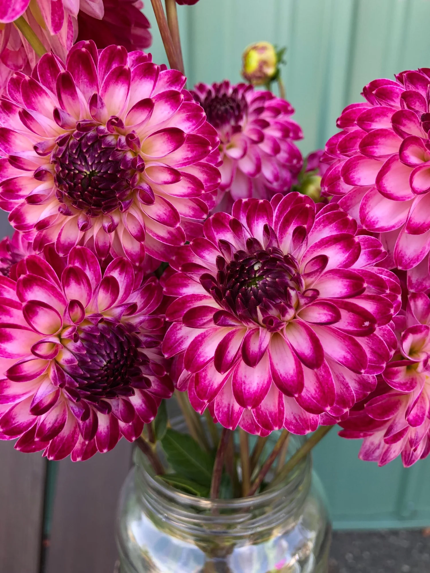 Caproz Pizzazz — Duralia Dahlia Farm