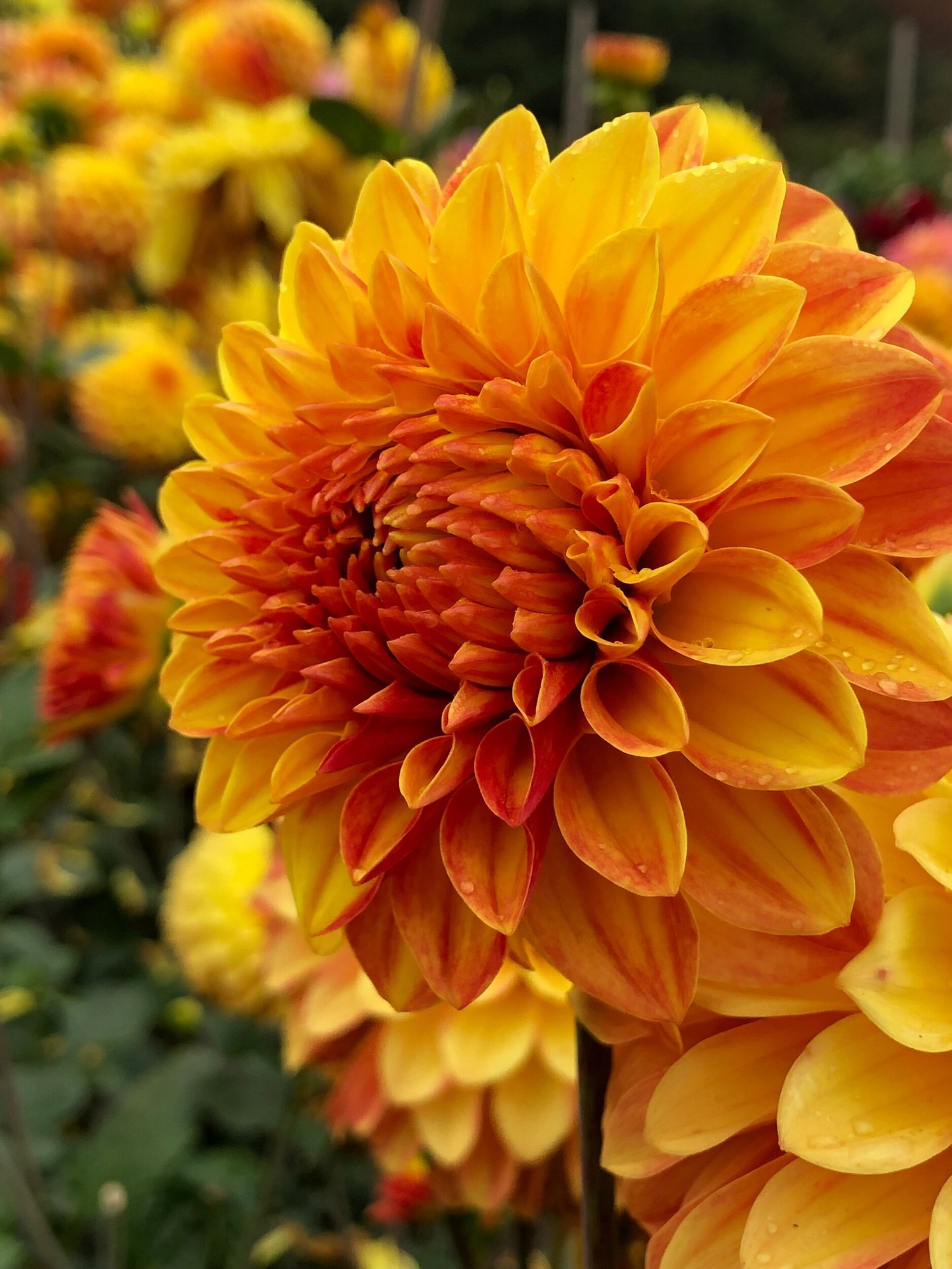 Verkist Festival — Duralia Dahlia Farm