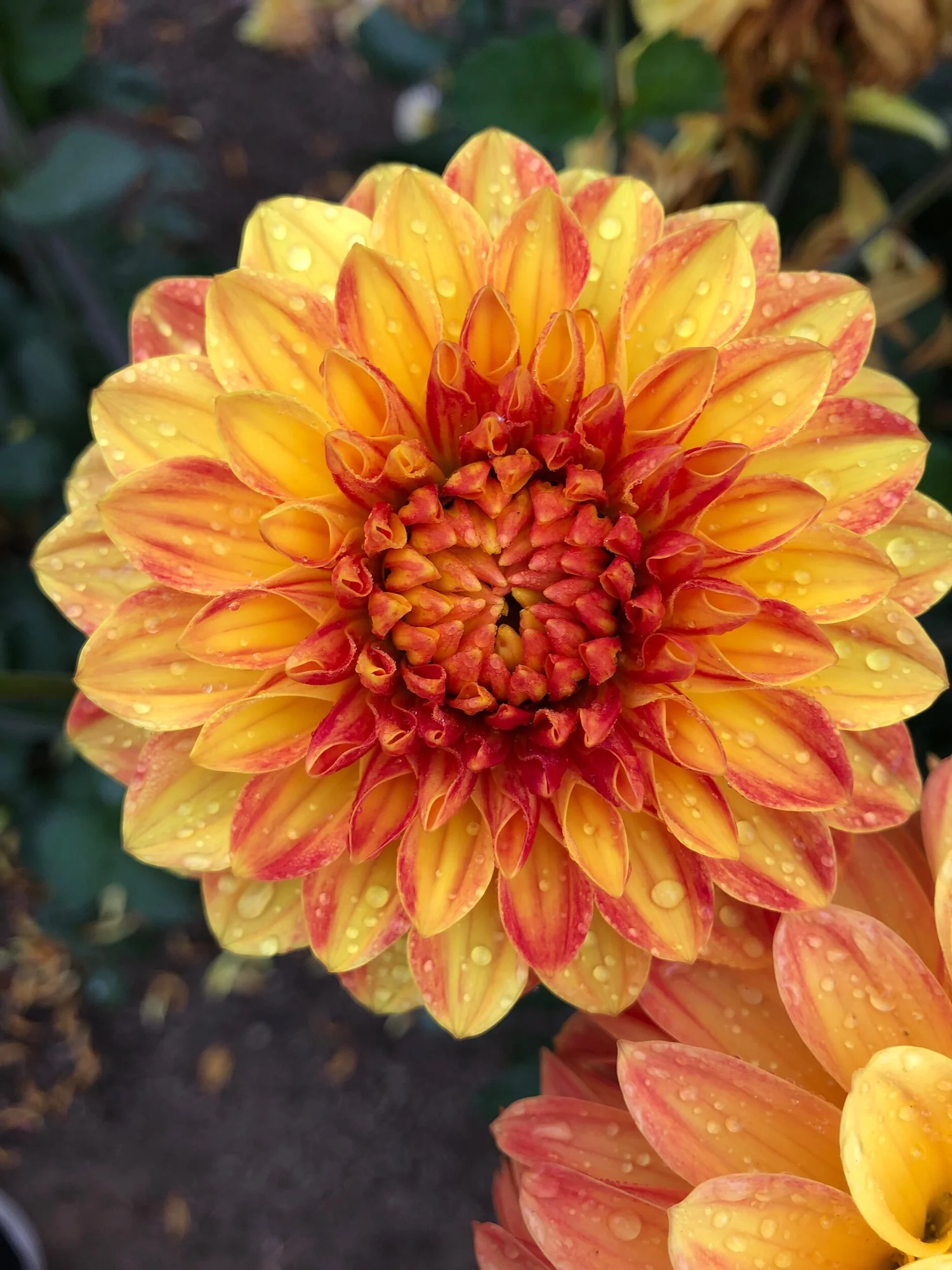 Verkist Festival — Duralia Dahlia Farm