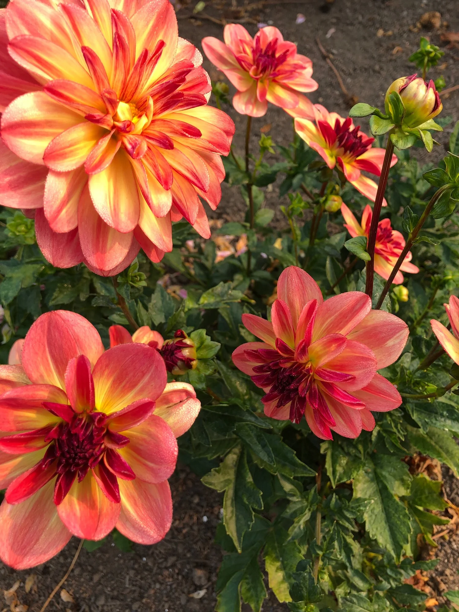 Happy Butterfly Dahlia — Duralia Dahlia Farm