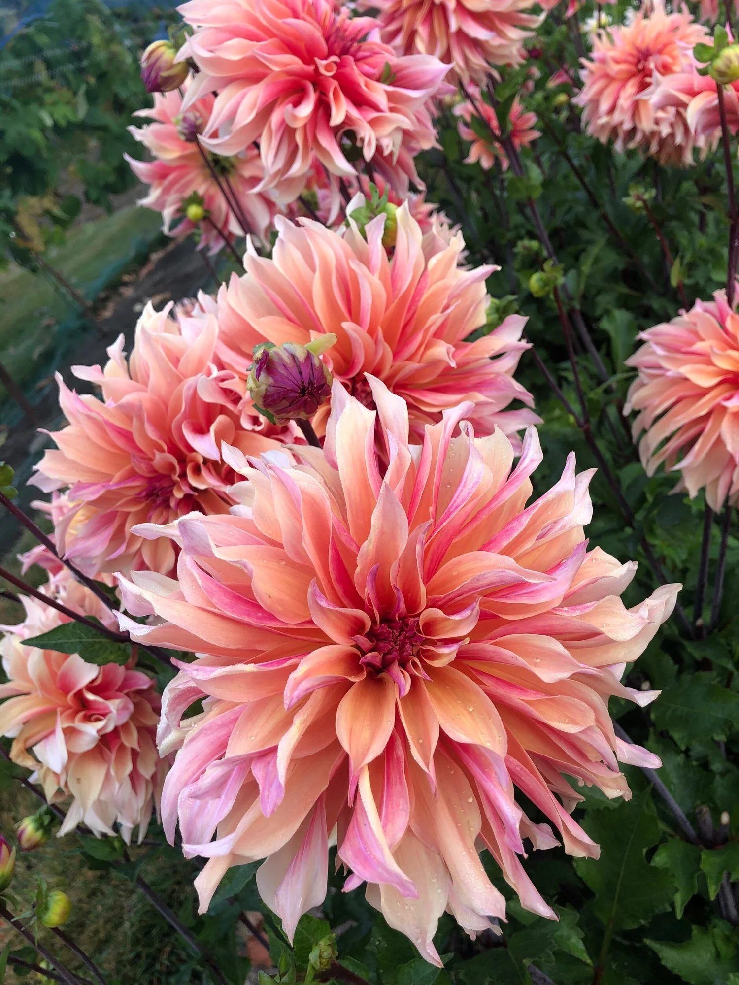 Labyrinth Dahlia — Duralia Dahlia Farm