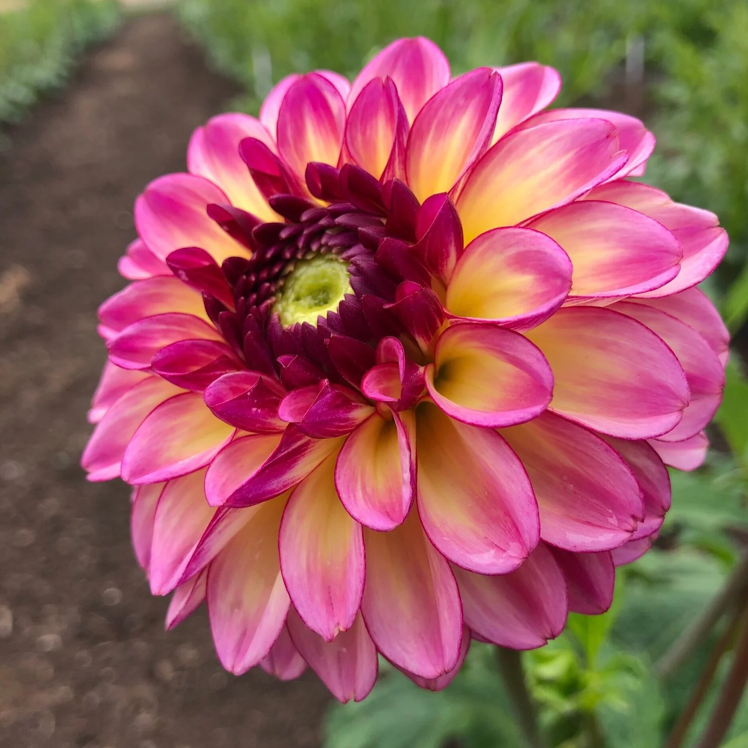 Foxy Lady — Duralia Dahlia Farm