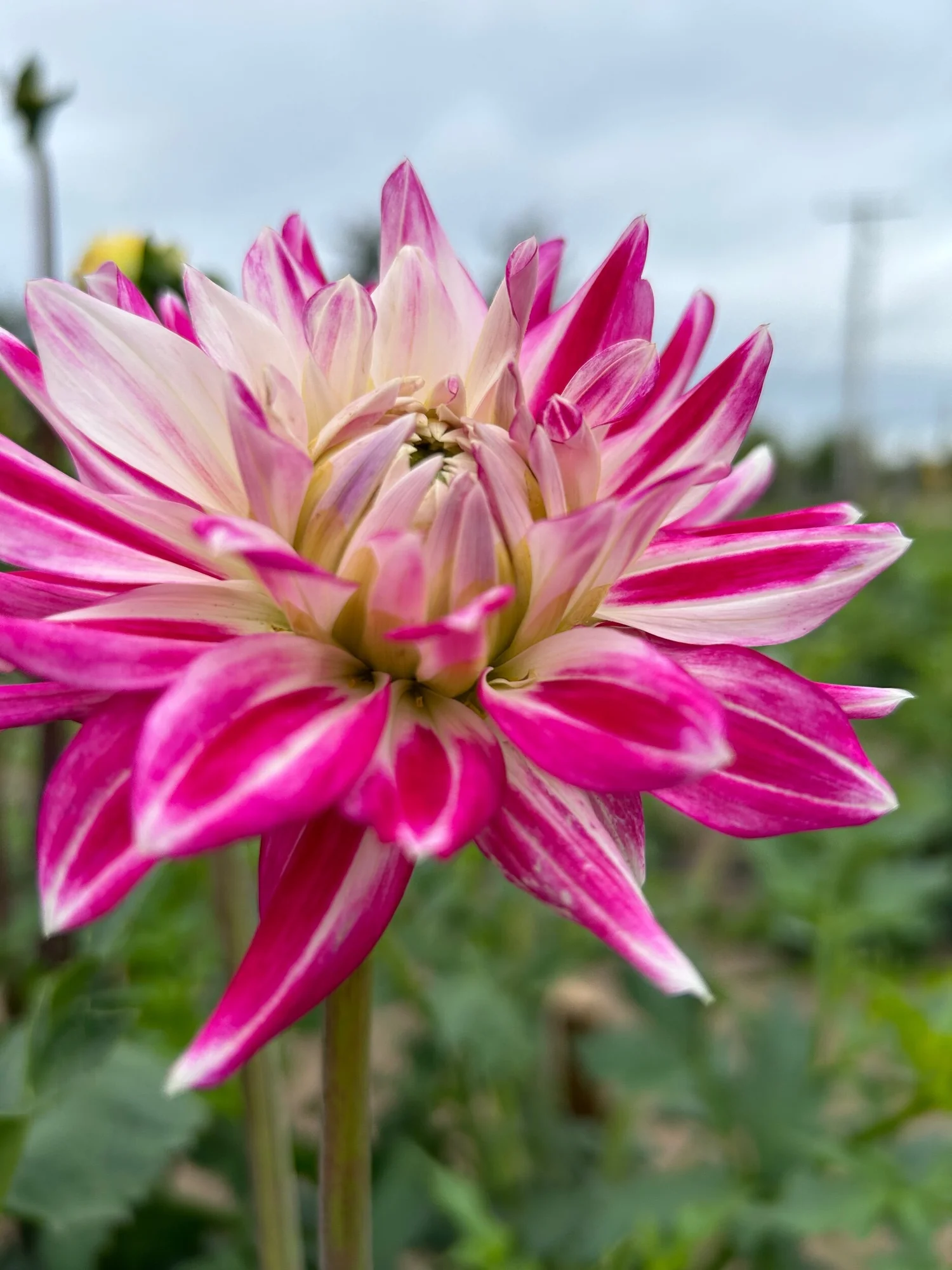Verkist Peppermint — Duralia Dahlia Farm
