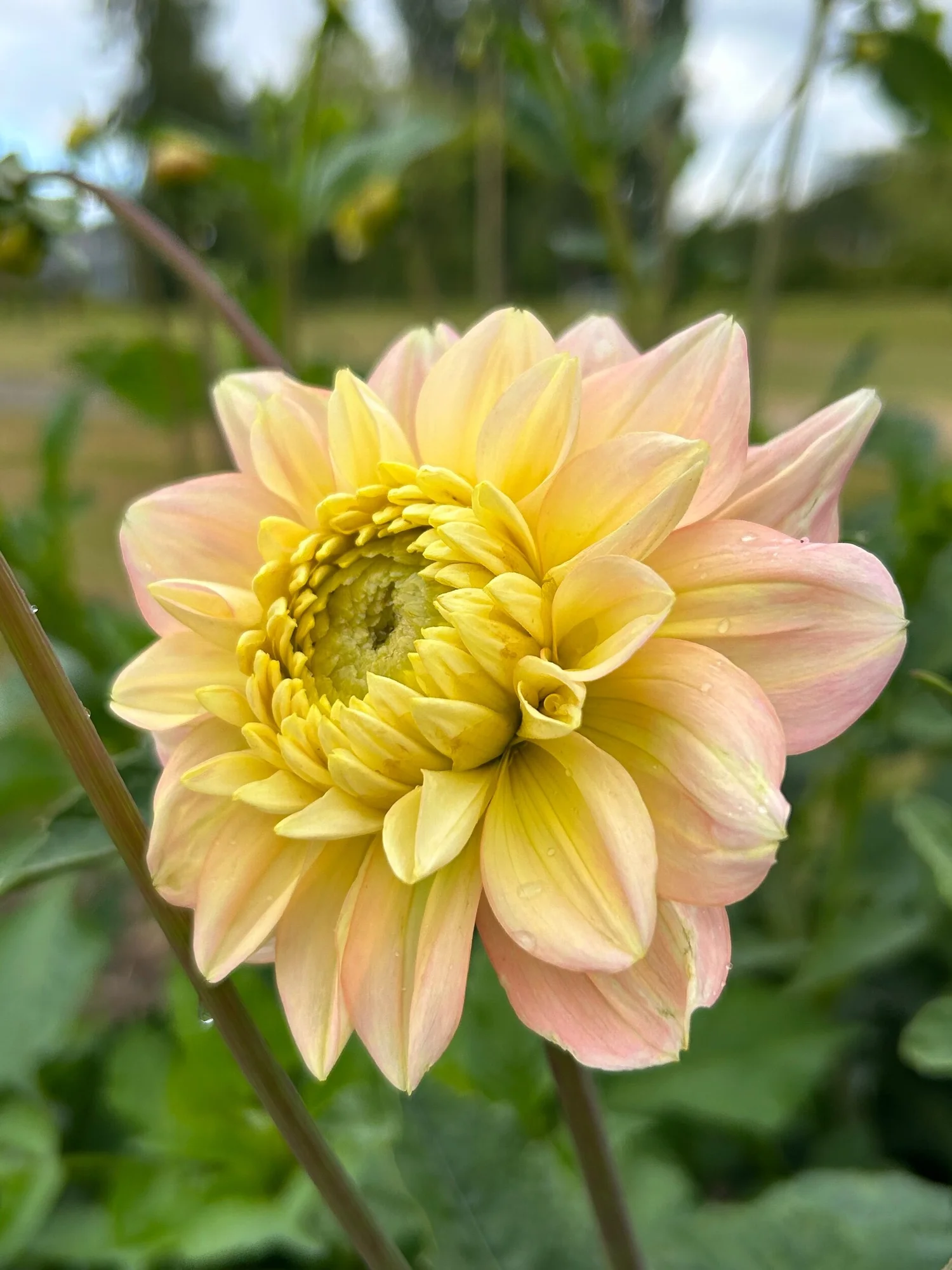 Verkist Tranquility — Duralia Dahlia Farm