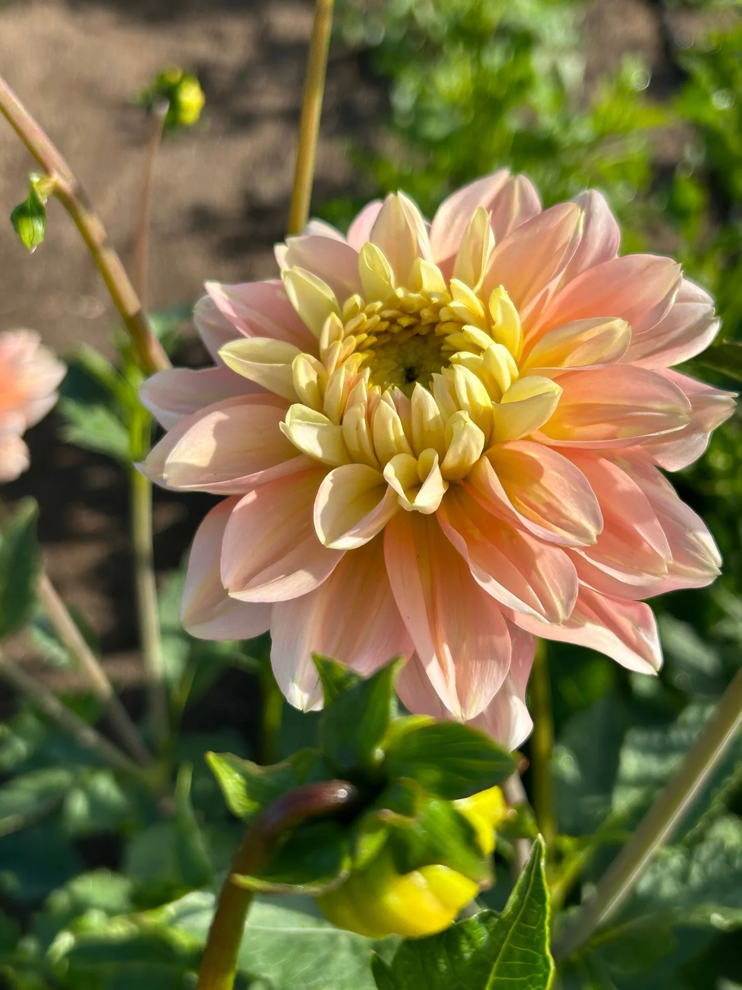 Verkist Tranquility — Duralia Dahlia Farm