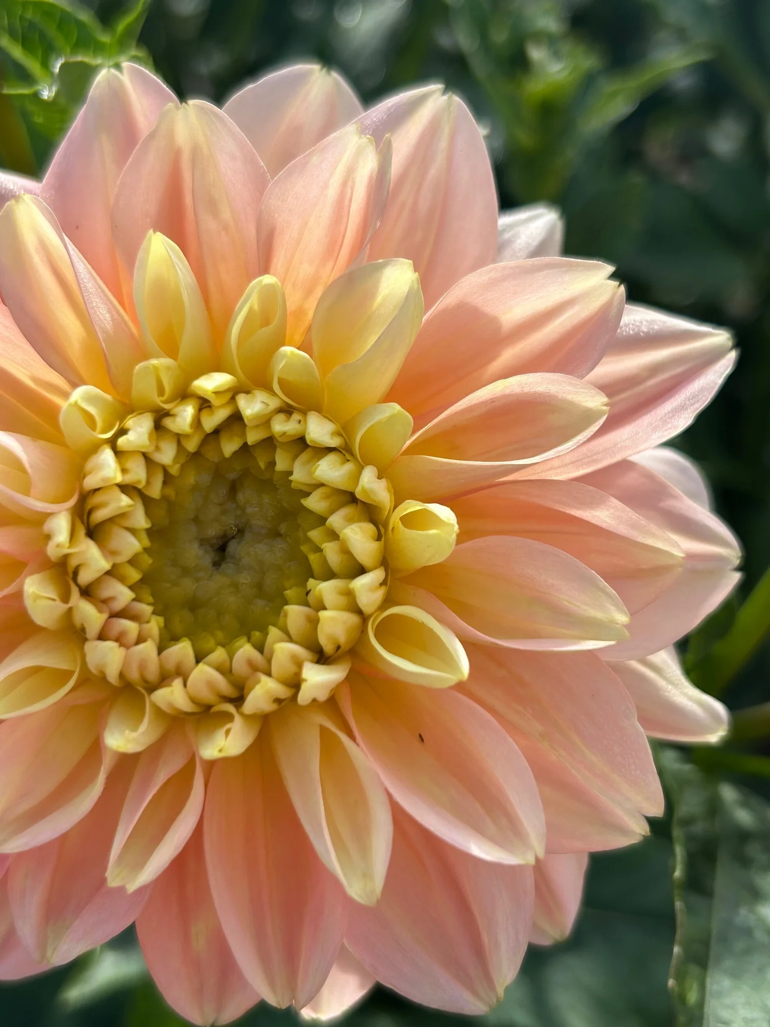 Verkist Tranquility — Duralia Dahlia Farm