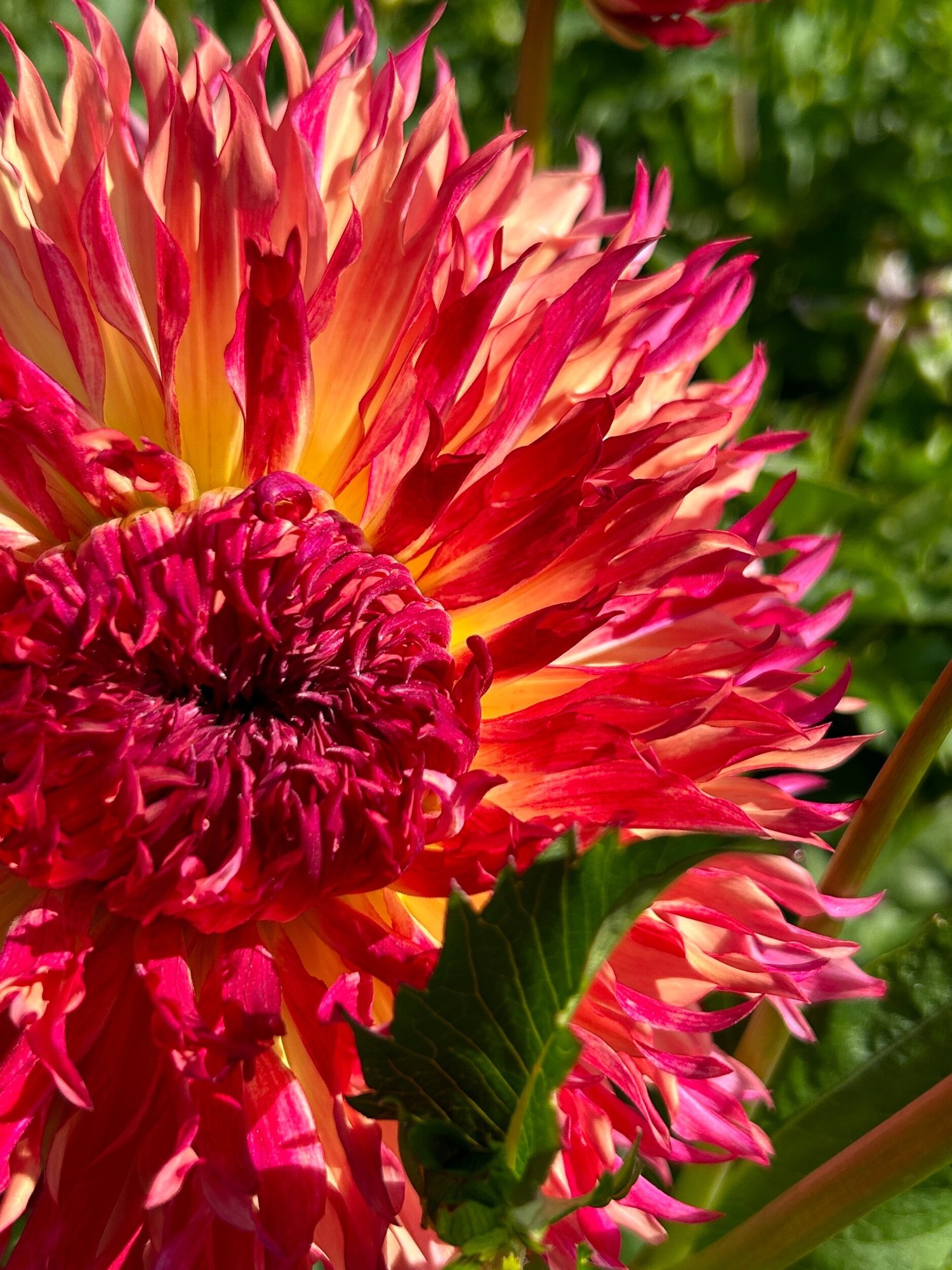 Myrtles Folly — Duralia Dahlia Farm