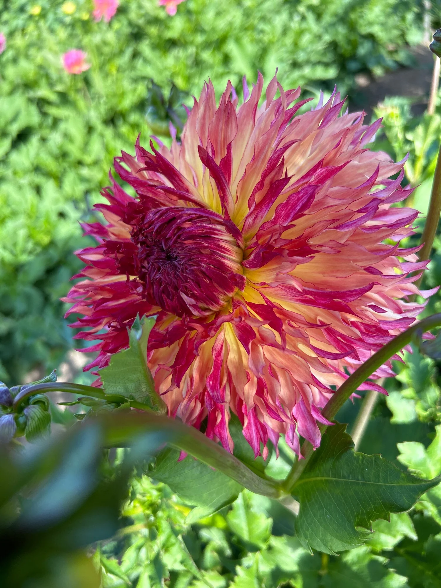 Myrtles Folly — Duralia Dahlia Farm