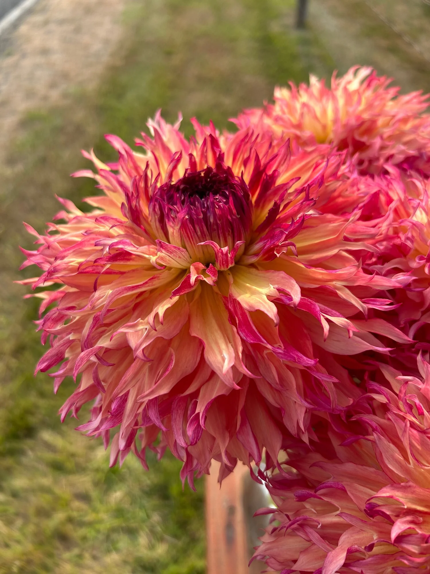 Myrtles Folly — Duralia Dahlia Farm
