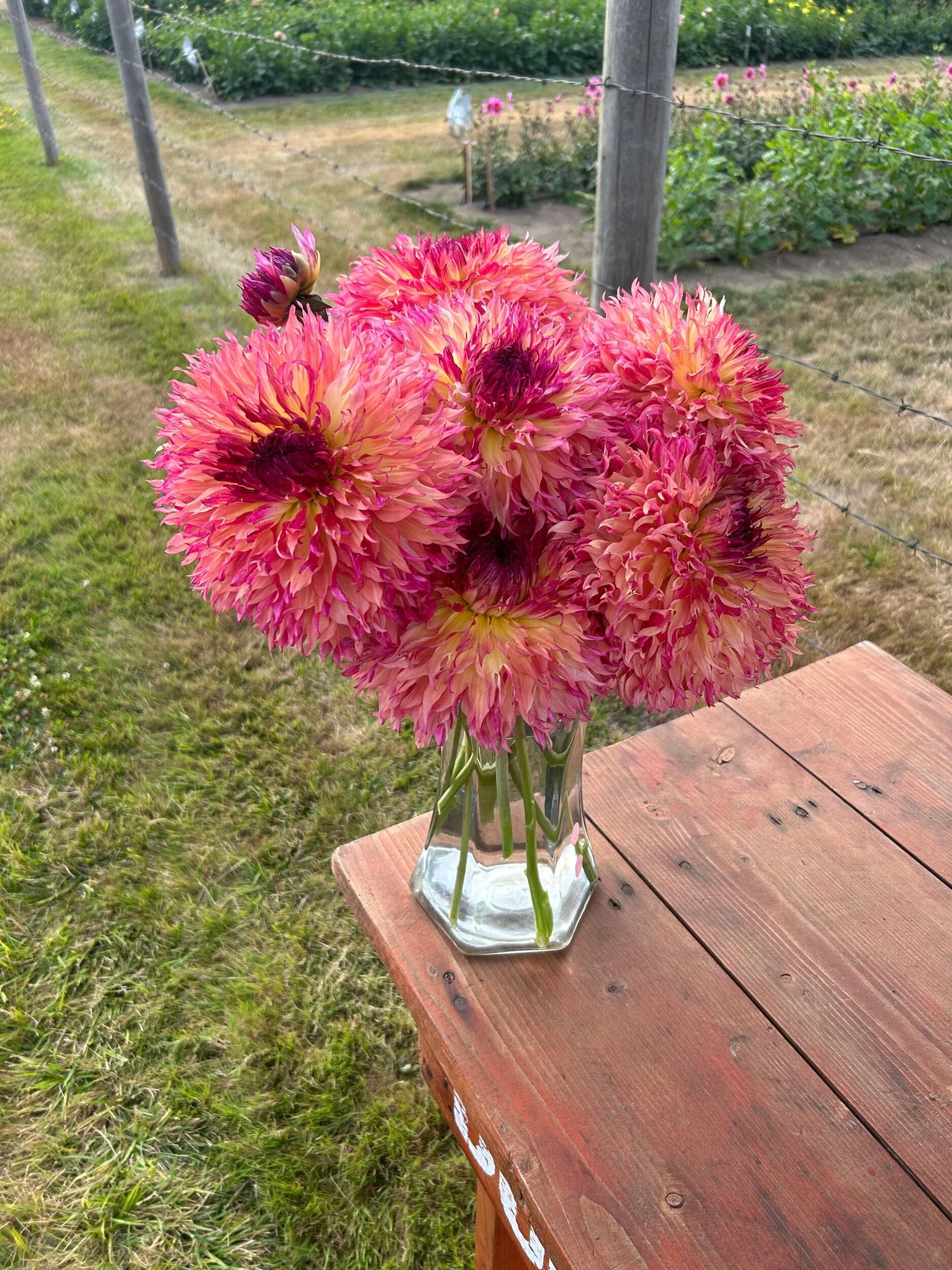 Myrtles Folly — Duralia Dahlia Farm