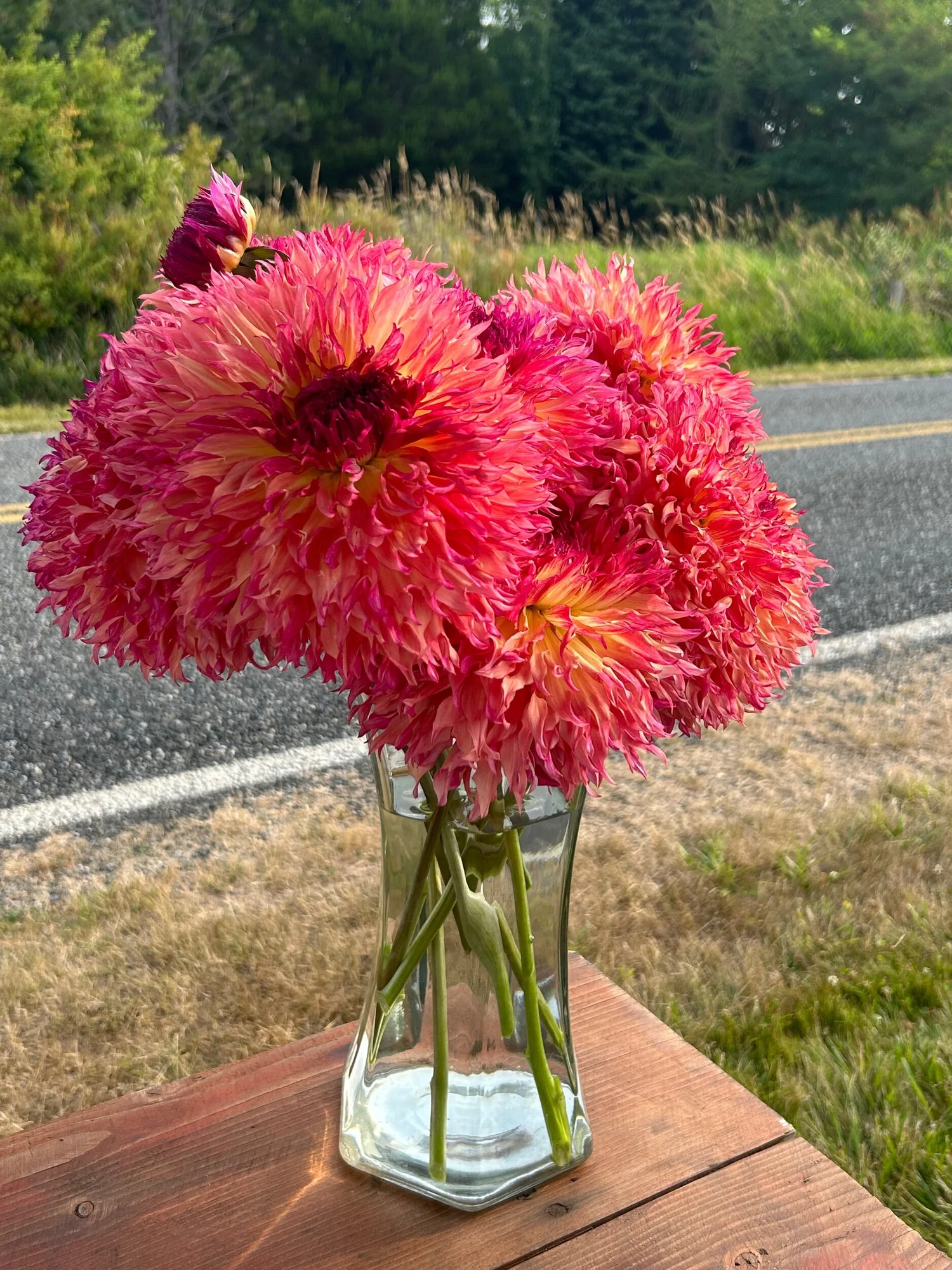 Myrtles Folly — Duralia Dahlia Farm