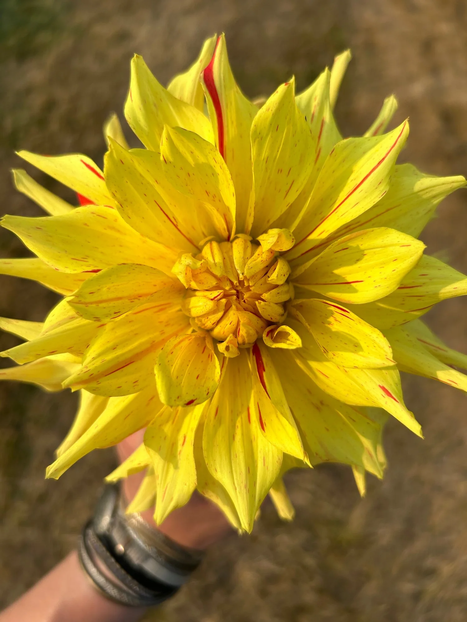 AC Marlene — Duralia Dahlia Farm