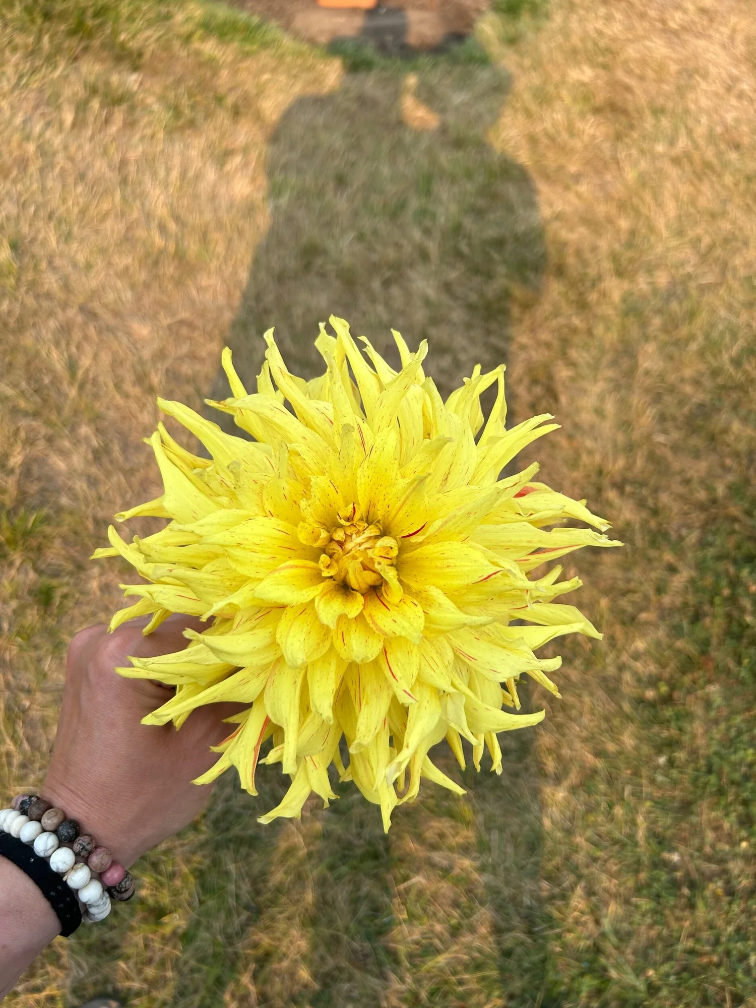 AC Marlene — Duralia Dahlia Farm