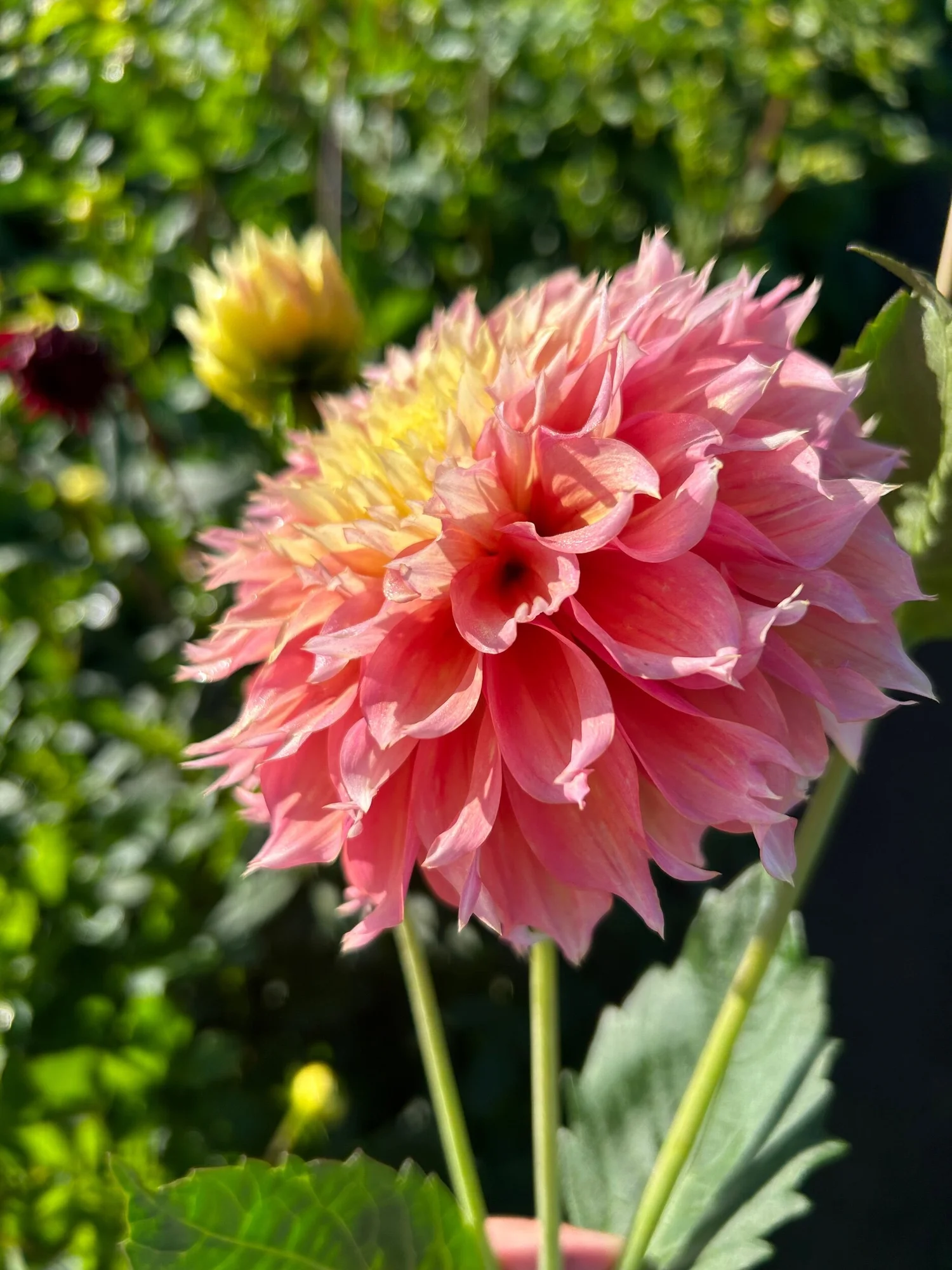 【piccolo】Dalia Solido 　NO.30FIAT2300 piccolo】Dalia Solido NO.30FIAT2300 piccolo】Dalia Solido NO