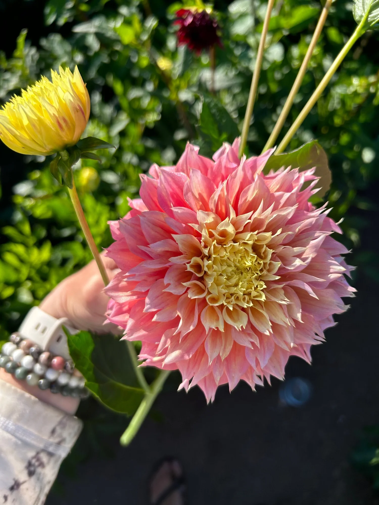 Kogane Fubuki — Duralia Dahlia Farm