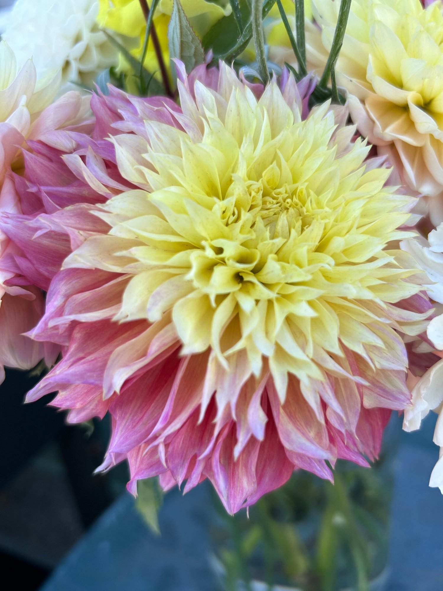 Kogane Fubuki — Duralia Dahlia Farm