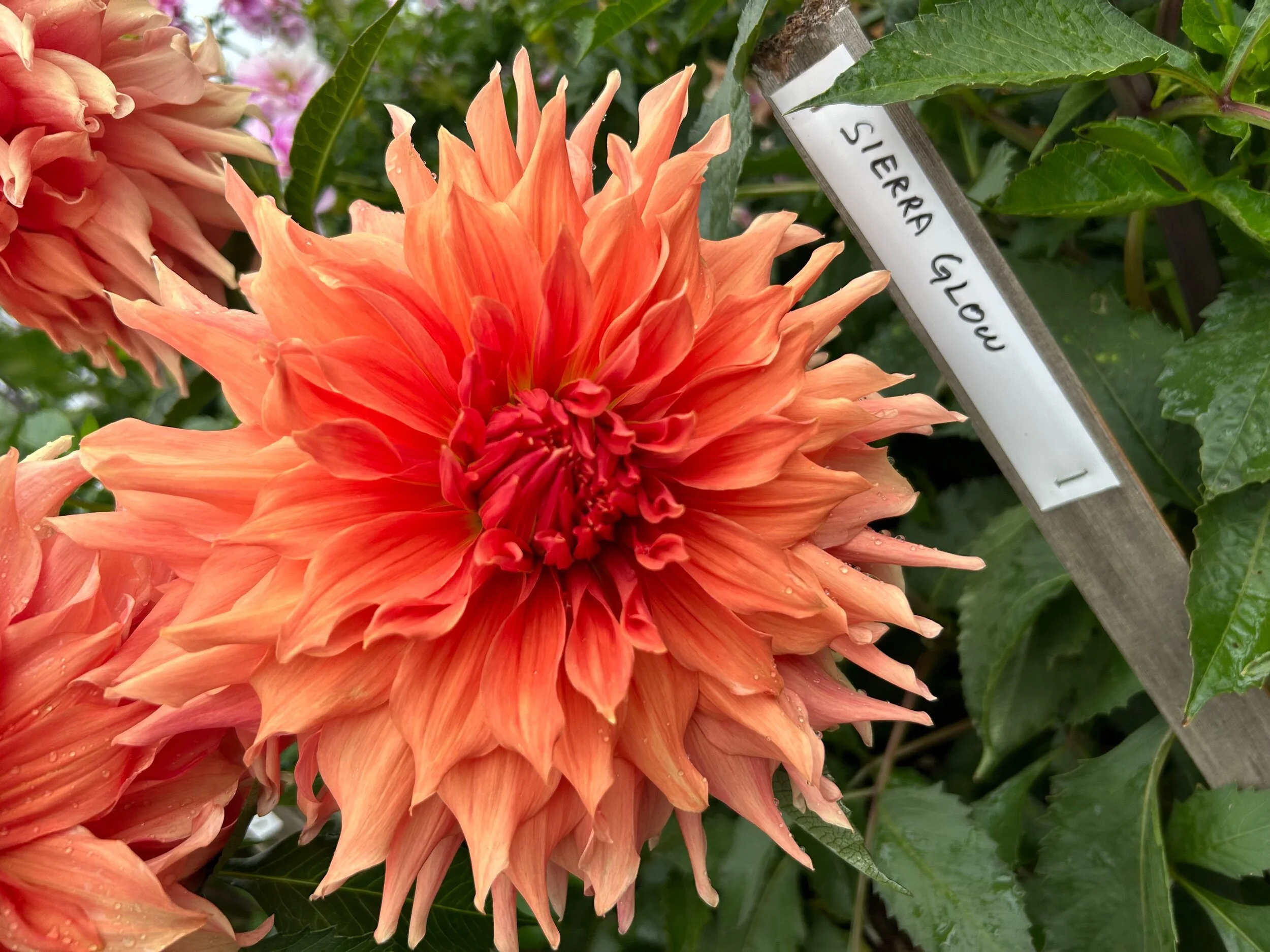 Wyn's King Salmon — Duralia Dahlia Farm