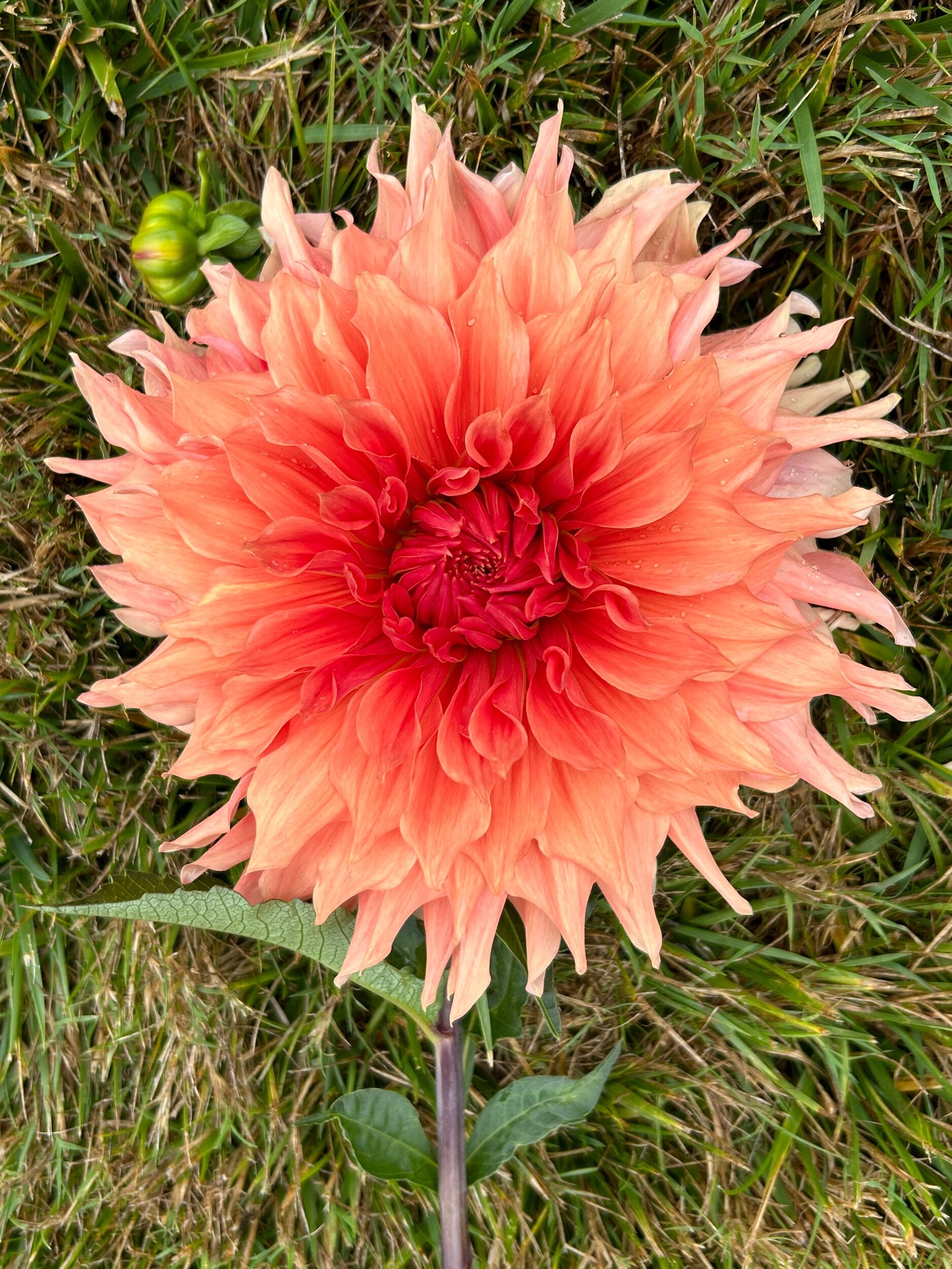 Wyn's King Salmon — Duralia Dahlia Farm