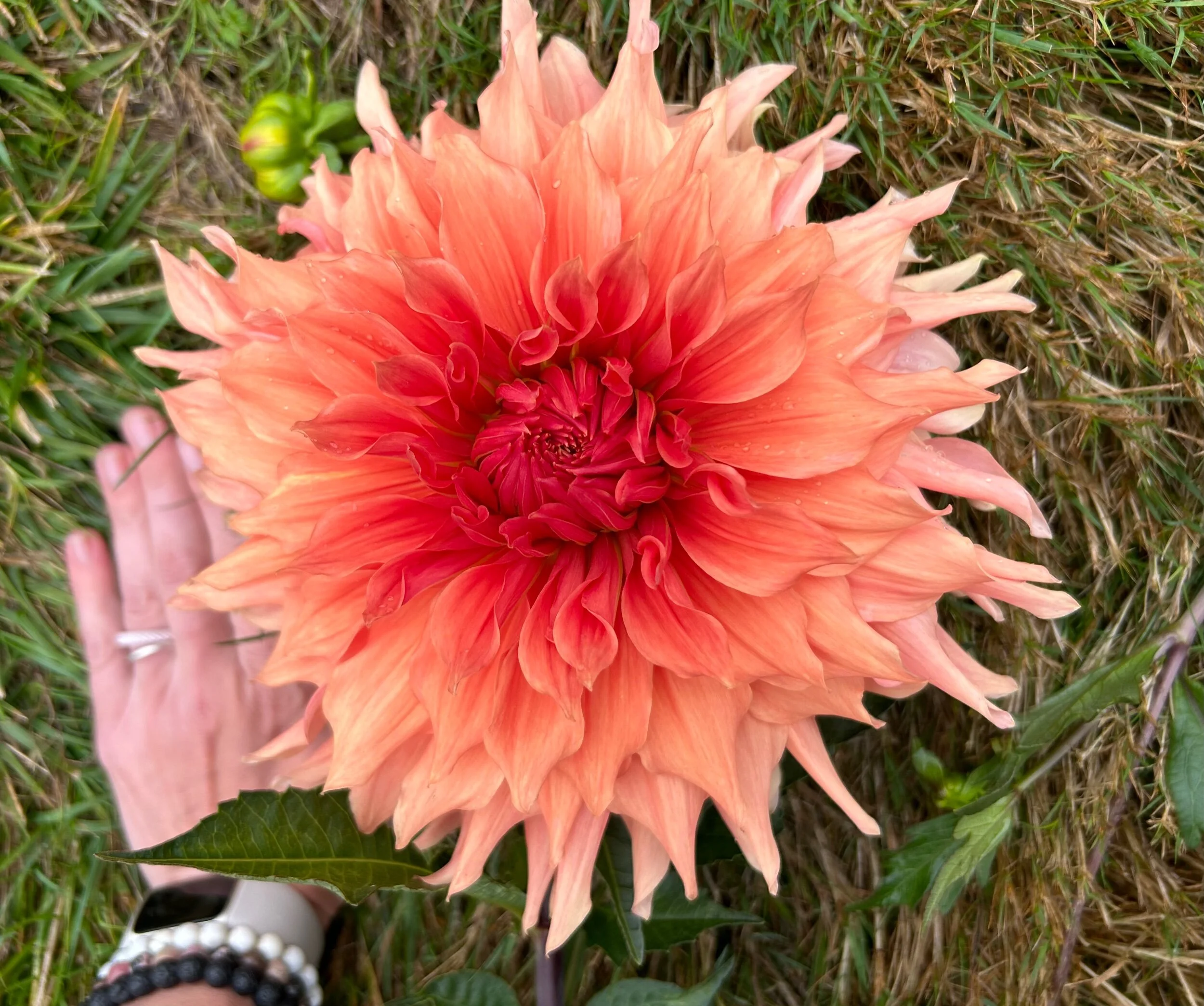 Wyn's King Salmon — Duralia Dahlia Farm