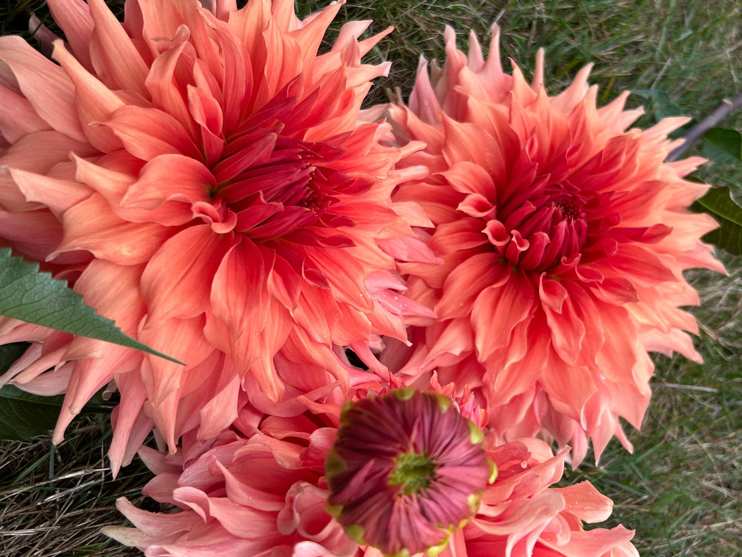 Wyn's King Salmon — Duralia Dahlia Farm