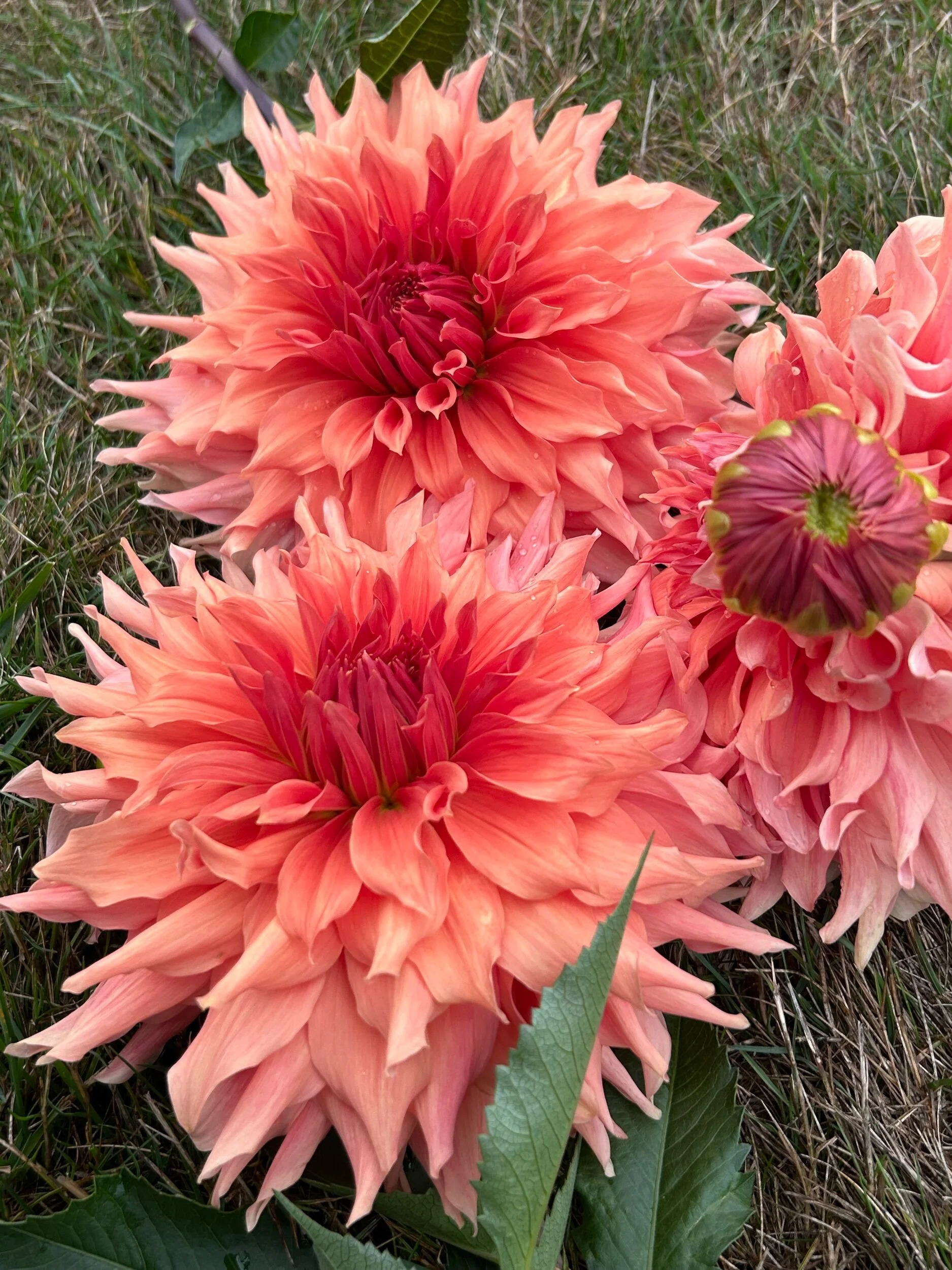 Wyn's King Salmon — Duralia Dahlia Farm