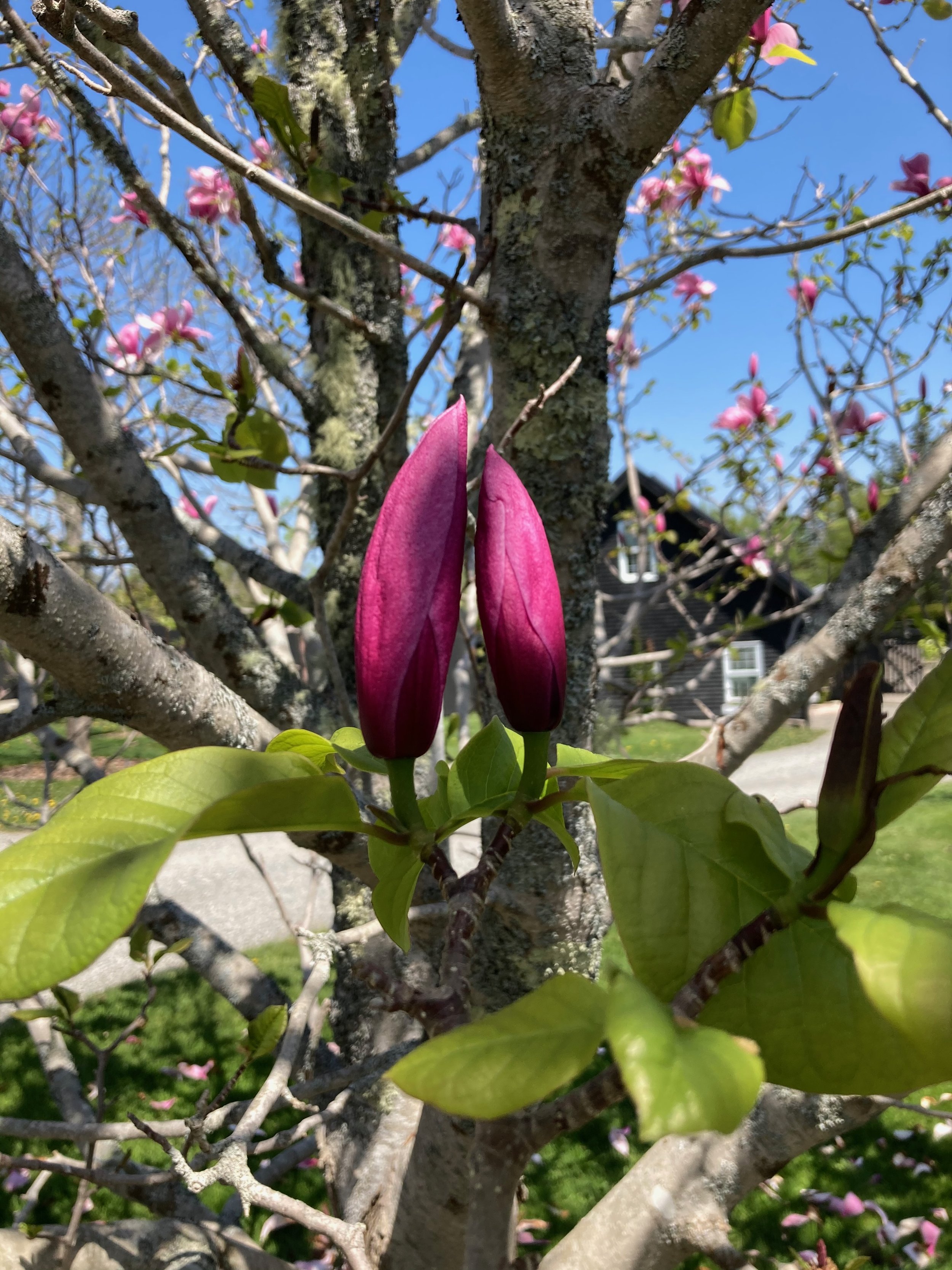 IMG_5936.jpeg