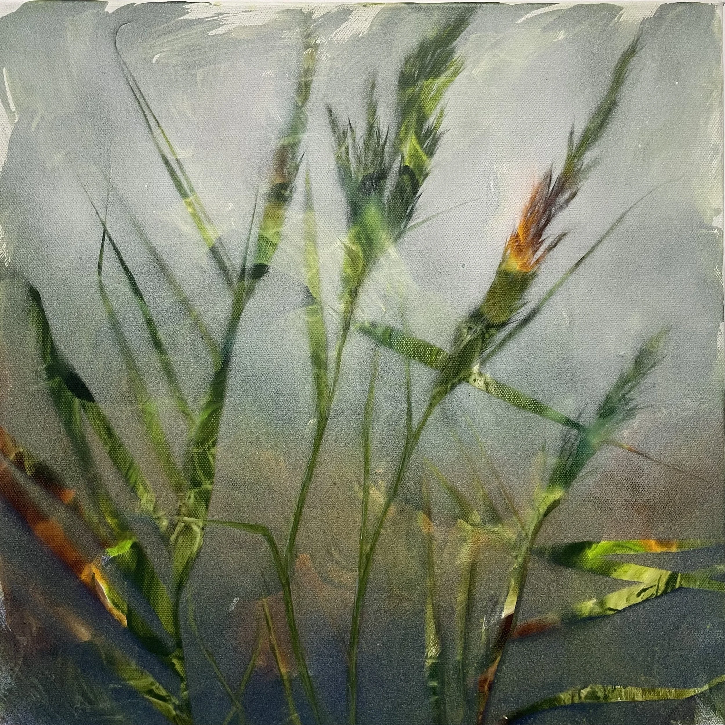 Grasslands II; 42 x 42 x 4 cms; acrylic ink and water-based spray paint on canvas