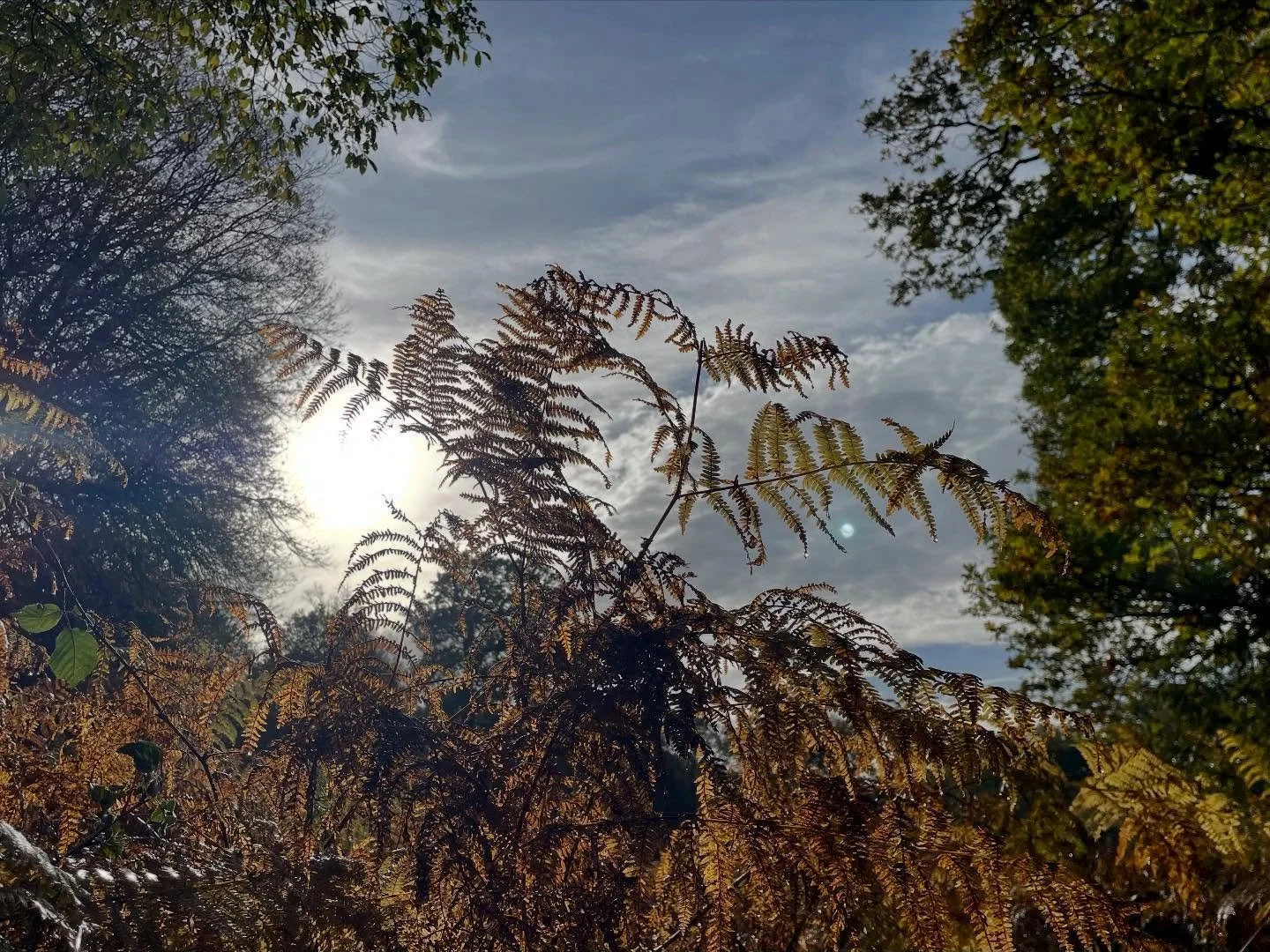 Bracken watch, Richmond Park #perfectmorning #morningrun #richmondpark #bracken #pteridomania #mistymorning #wintermood