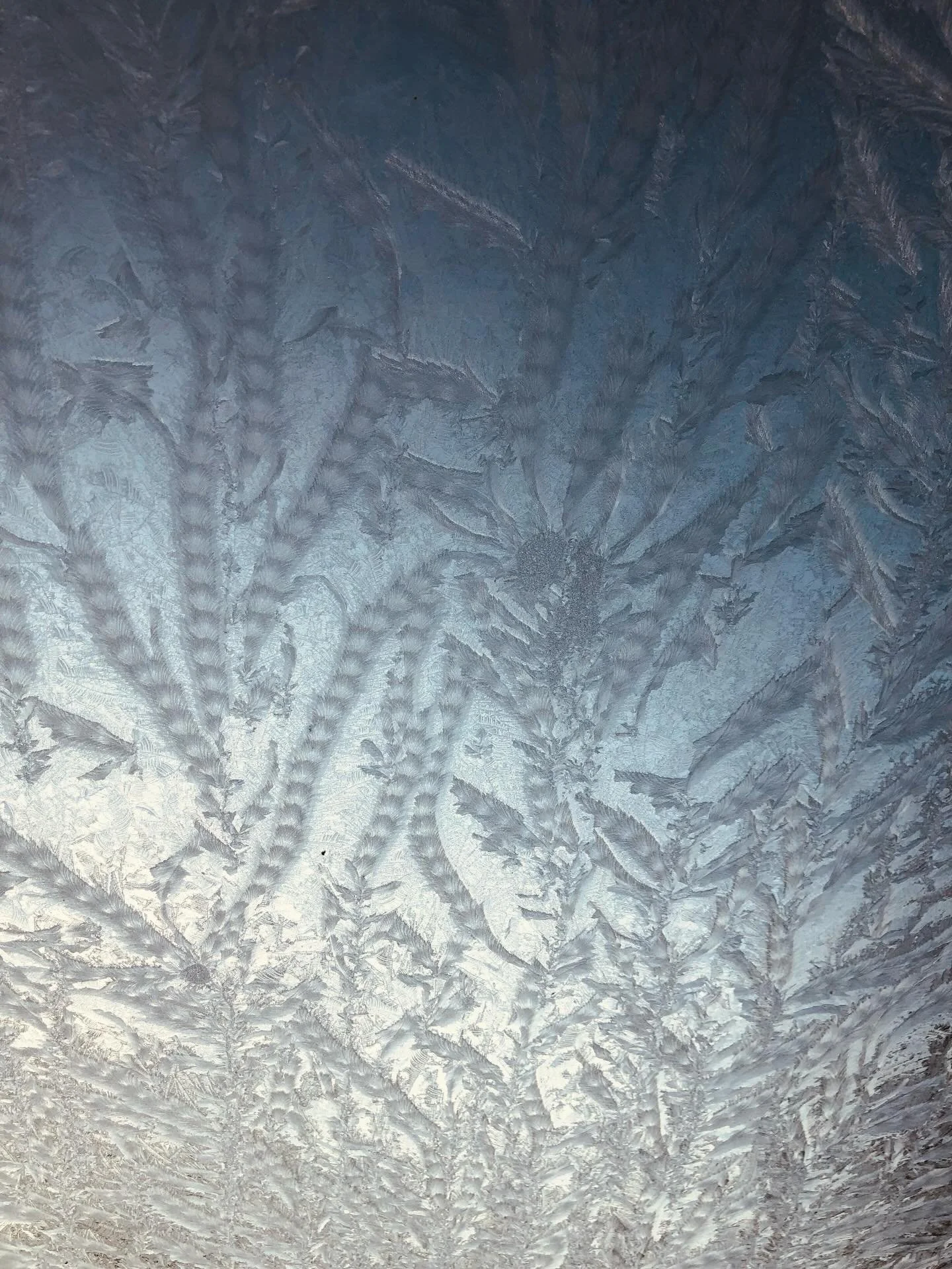 More leafy, feathery ice magic, this time on the skylight ❄️ #icywindow #jackfrost #icegarden #icemagic #iceflowers