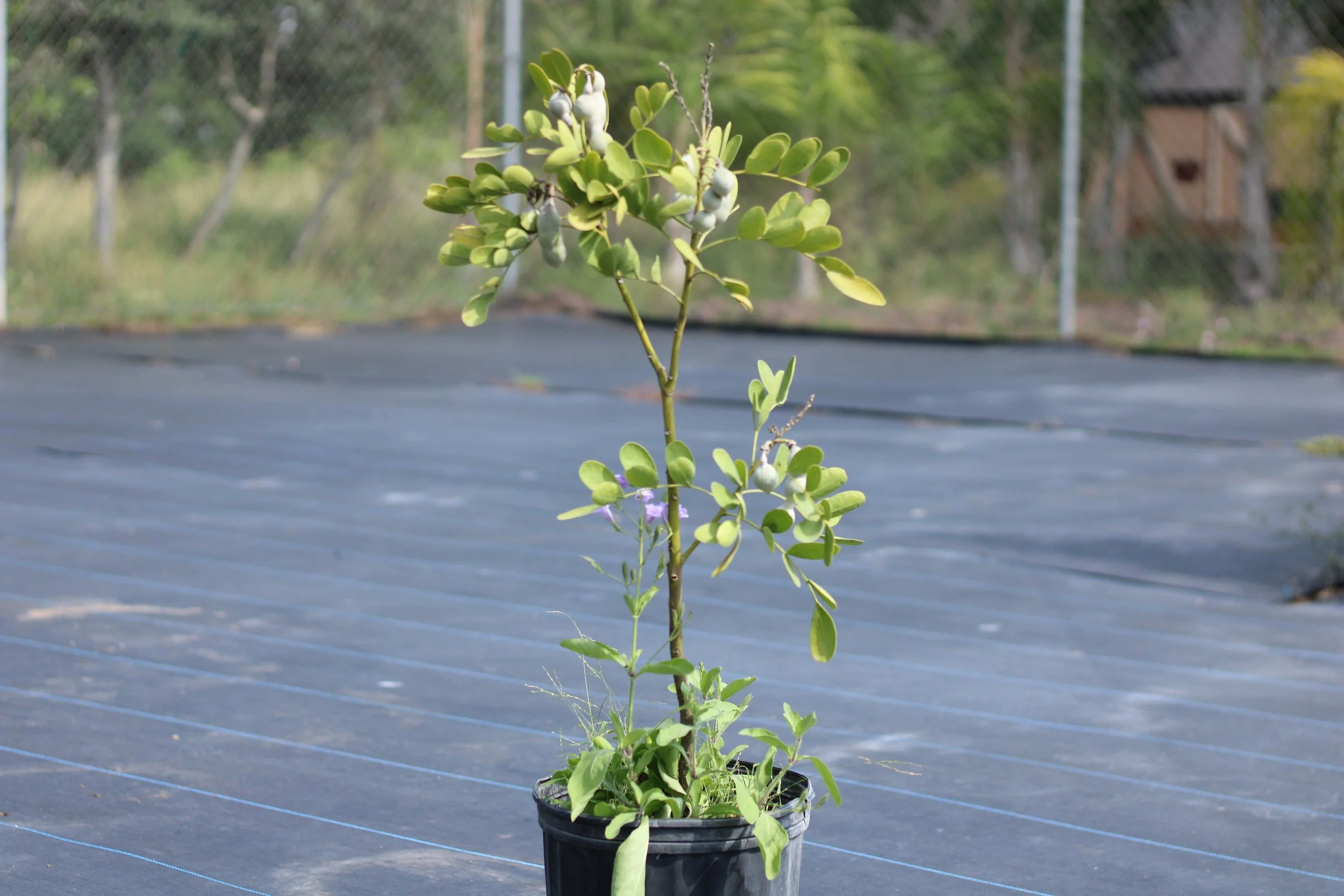 Texas Mountain Laurel Plants for Sale — Sunshine Garden Nursery