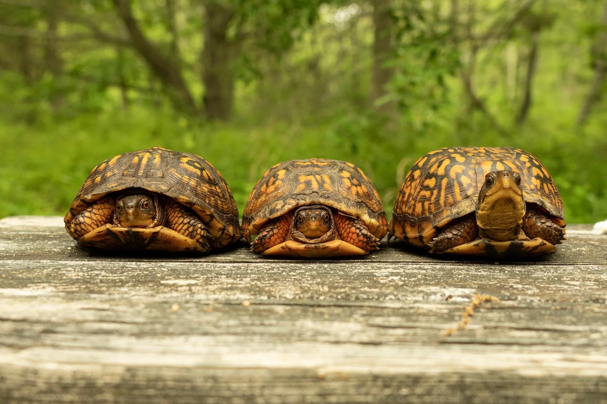 Three eastern box turtles lined up on a bench on the North Fork