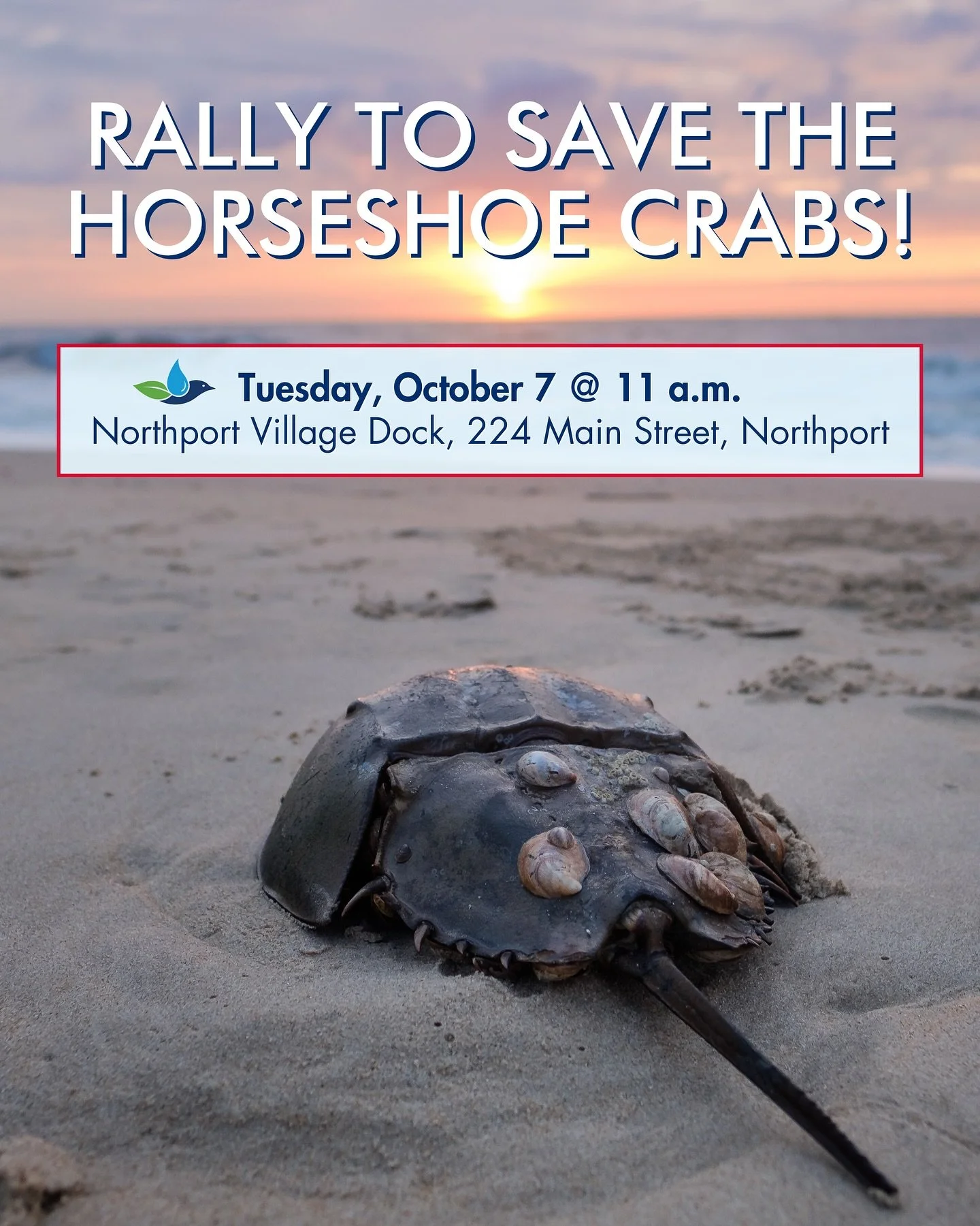 Spread the word and join us for a rally to save the horseshoe crabs this Tuesday!

📆 The Group, other environmental organizations, and concerned Long Islanders are joining together on Tuesday, October 7 at 11 a.m. at the Northport Village Dock for a
