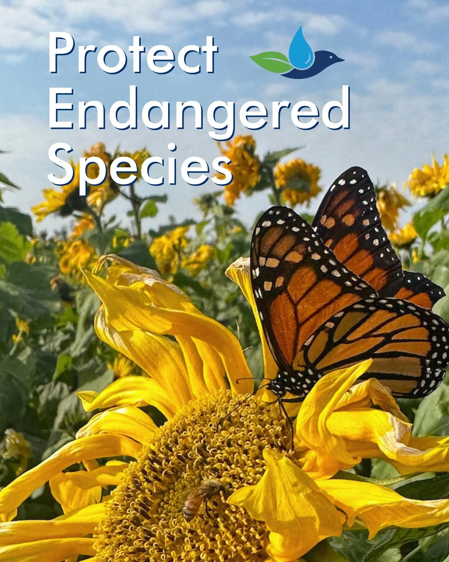 The Endangered Species Act has been invaluable in protecting the wildlife we share our environment with. But now, it&rsquo;s being threatened.

Weakening the Endangered Species Act &ldquo;could harm some iconic species on the East End, including the 