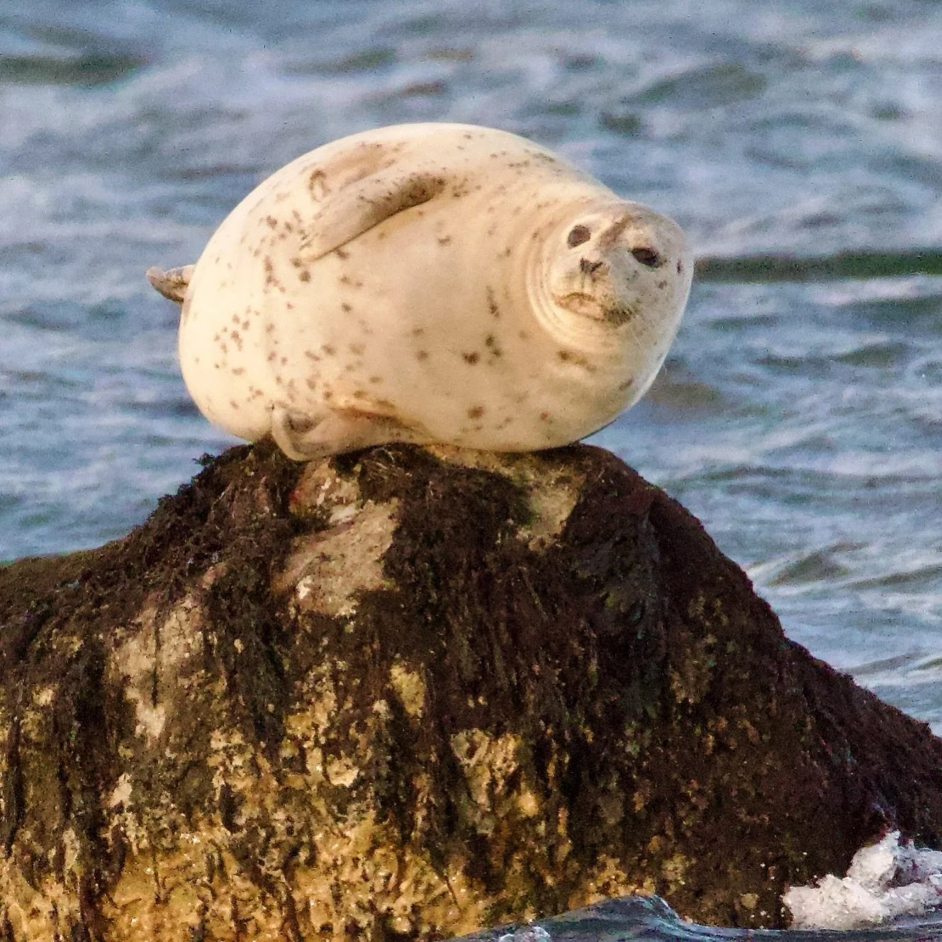 Nature is 😍

Harbor seal spotted off Shelter Island! 

We&rsquo;re so fortunate to see these marine mammals in our waters and on our beaches. But remember, keep a safe distance at all times &ndash; a minimum of 150 feet &ndash; for the safety of the