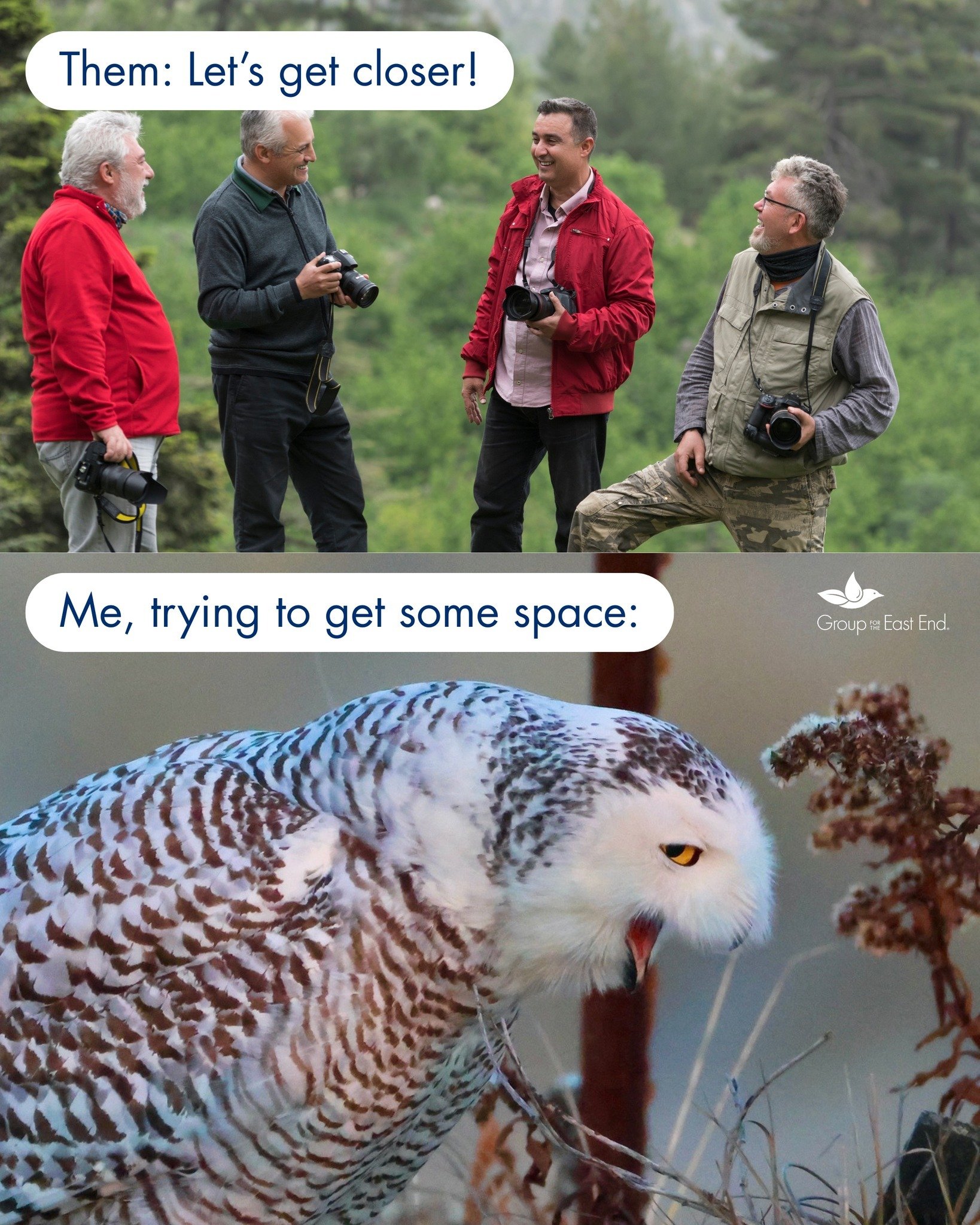 What snowy owls need: space, habitat protection, climate solutions

Who can help: we can!

The key threats snowy owls and many other species face are man-made. From harassing wildlife for the perfect photo to destroying critical habitats, and polluti
