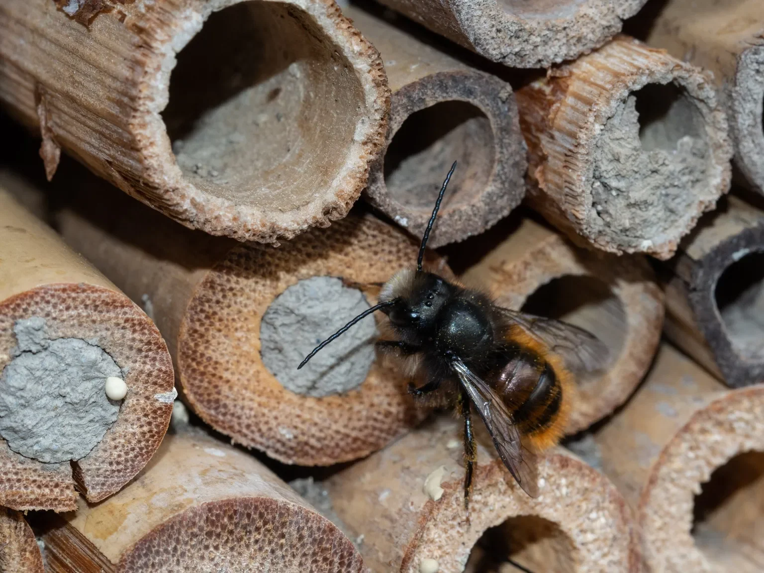 Mason Bee Habitat Building