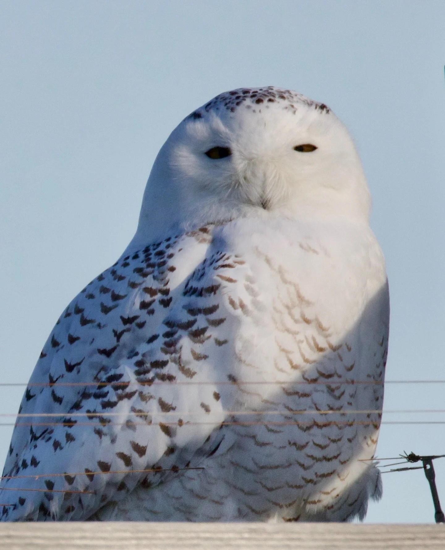 Don&rsquo;t be fooled by these closeups of a snowy owl&hellip; the photographer was more than 250 feet away! 

We always love the sight of a snowy owl on the East End, but know it&rsquo;s best to enjoy their beauty from a safe distance. 

Getting too