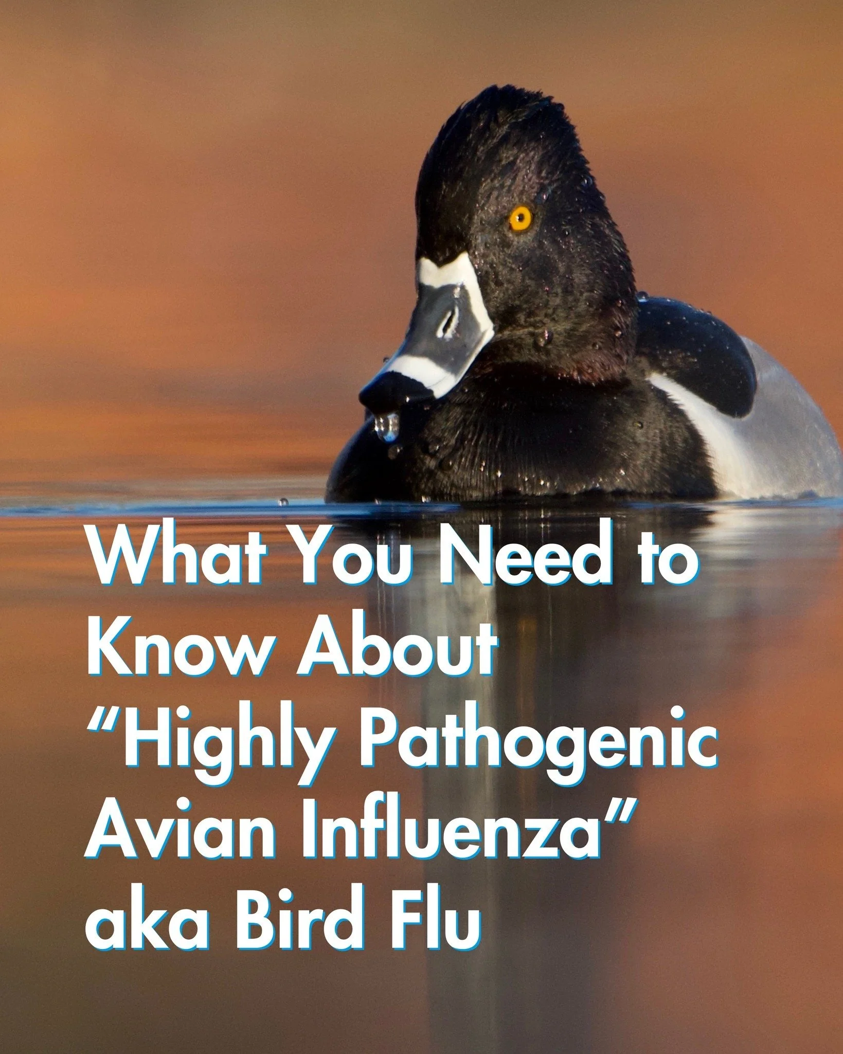 There is currently a widespread outbreak of Highly Pathogenic Avian Influenza (HPAI), commonly referred to as bird flu. 

Here&rsquo;s what you need to know:

&middot; Bird flu can also affect mammals, and has been documented in foxes, raccoons, opos