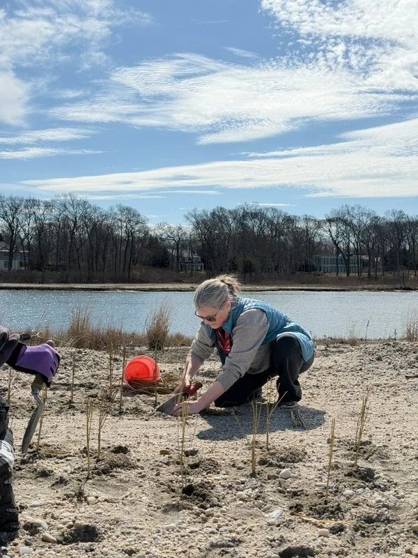 Beach Grass Planting