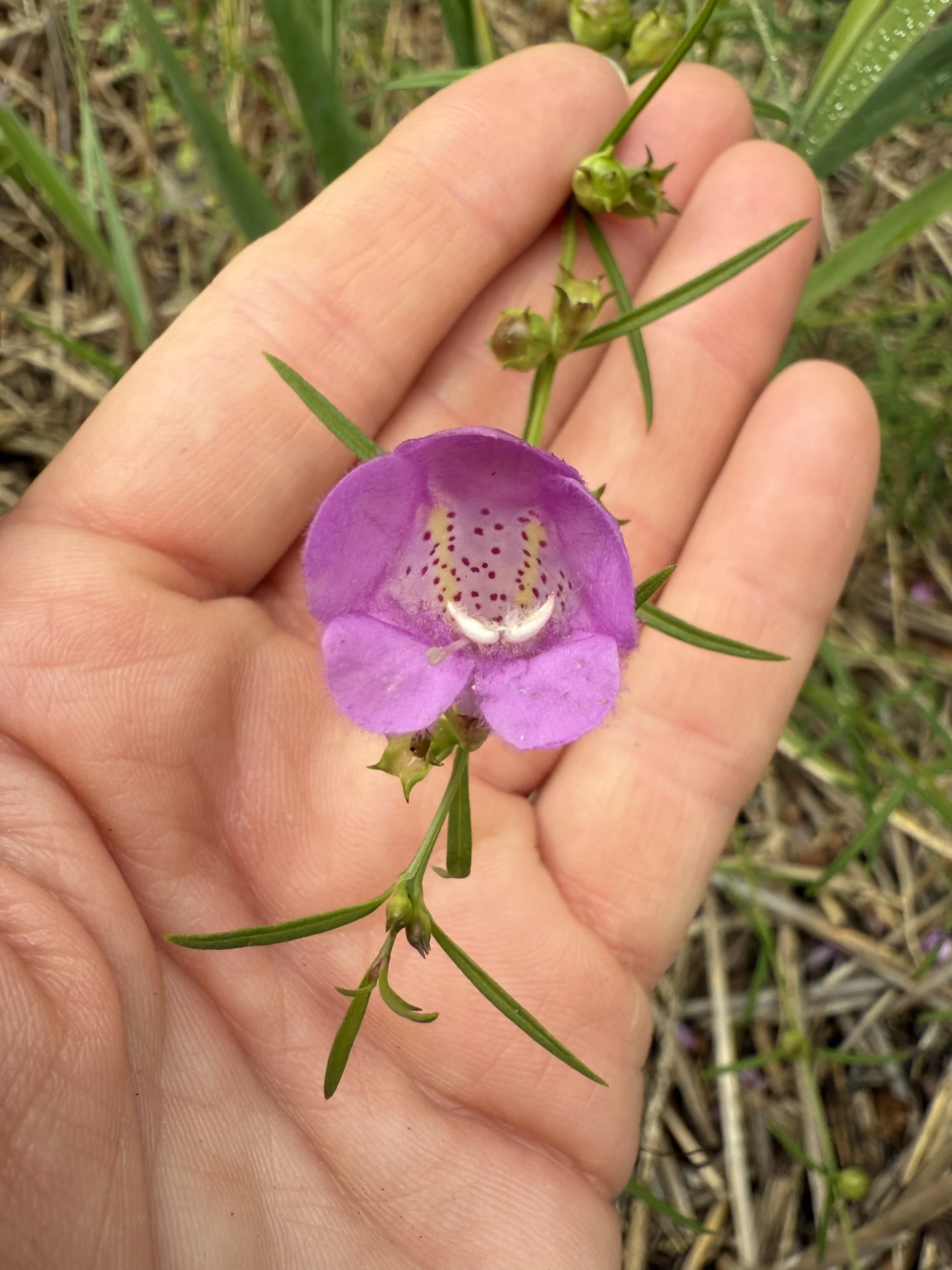 Exploration of Uncommon Plants of the North Fork