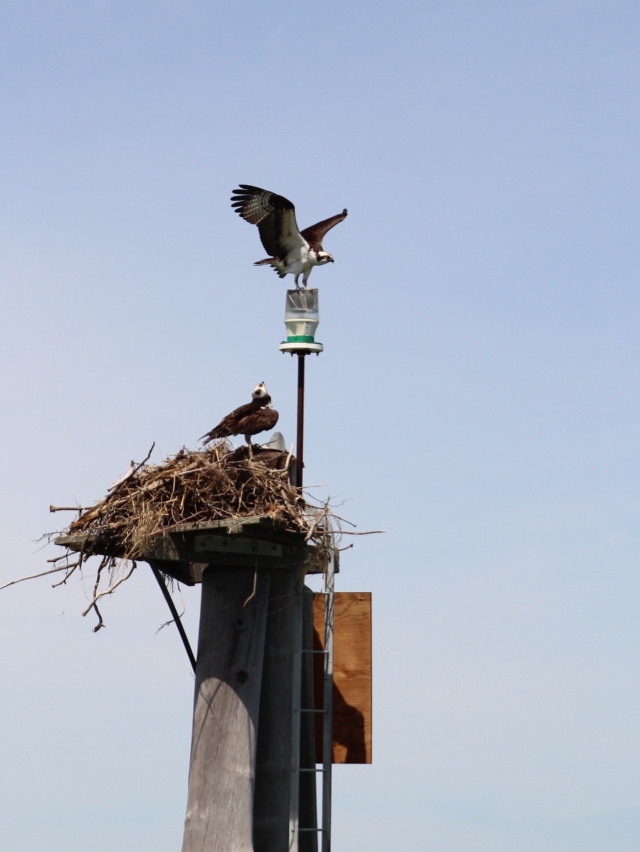 A sight that never gets old 😍

It&rsquo;s been several weeks now since ospreys have returned to the East End of Long Island! And we&rsquo;ve gotten a lot of calls about osprey nests, building platforms, and what to do if these birds are in danger. W