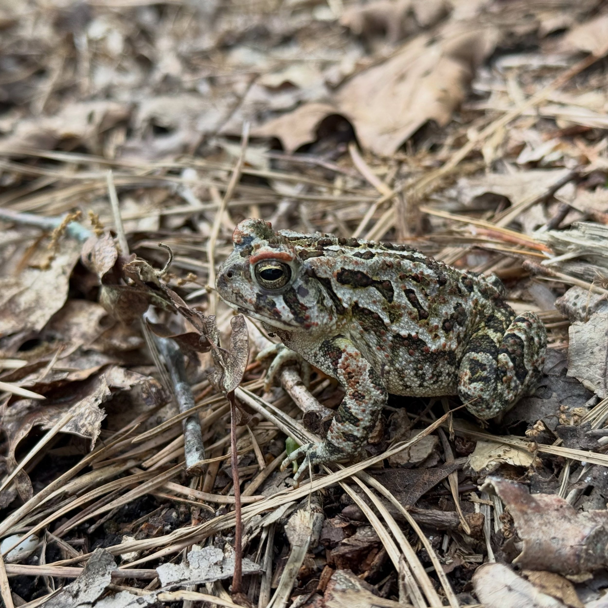 Have you ever seen a Fowler&rsquo;s toad? If not, this is a good time of year to look, but you&rsquo;ll have to look closely&hellip;

These native toads are more likely to be seen than heard as they blend in quite well with the woodlands they call ho