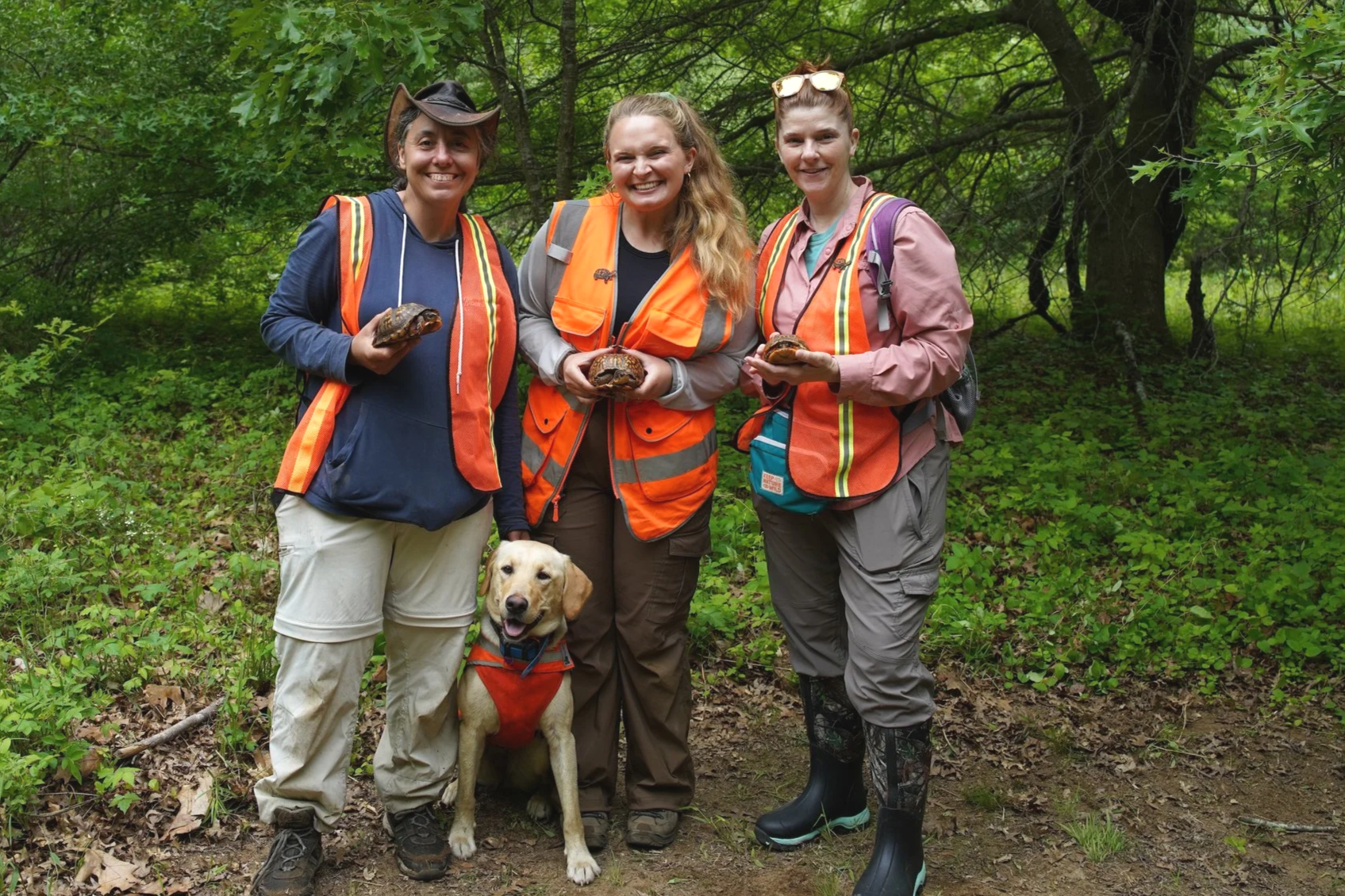 Box Turtle Conservation Project&nbsp;