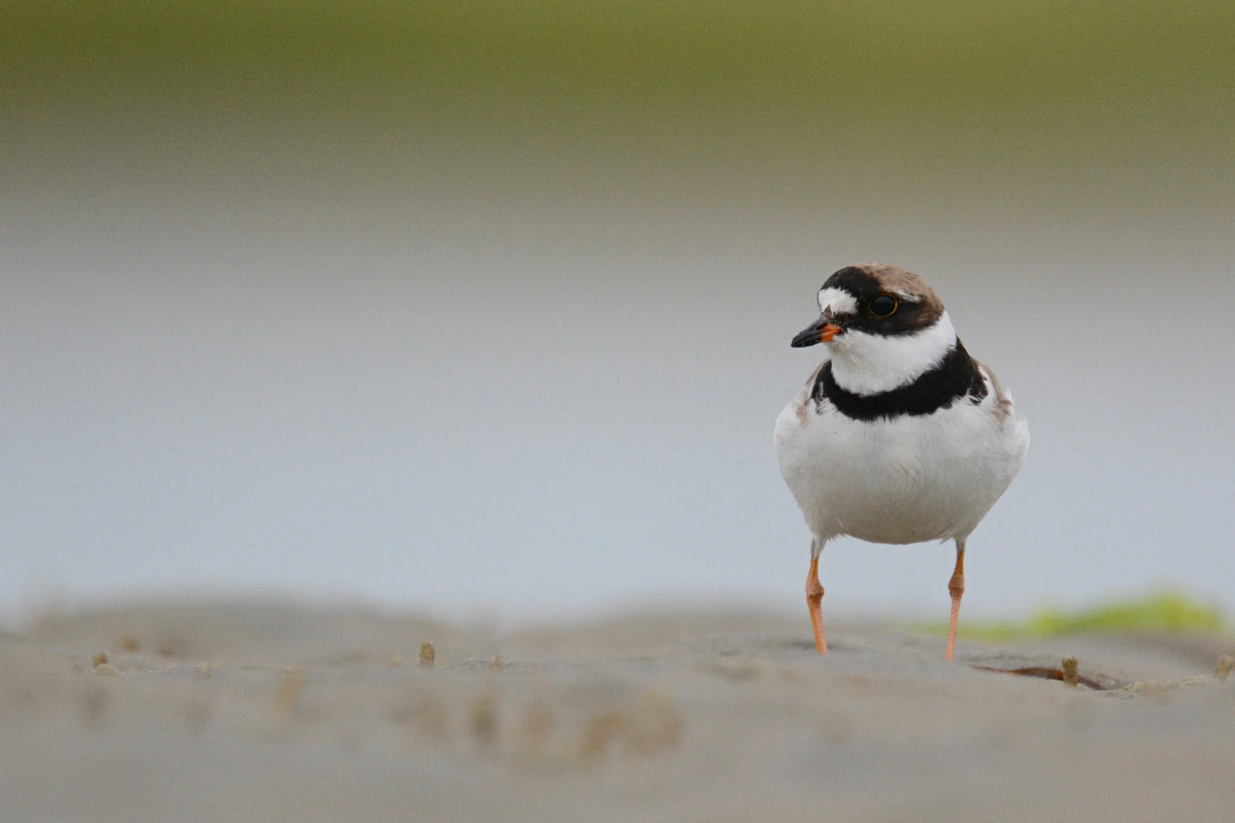 Coastal Birding Walk
